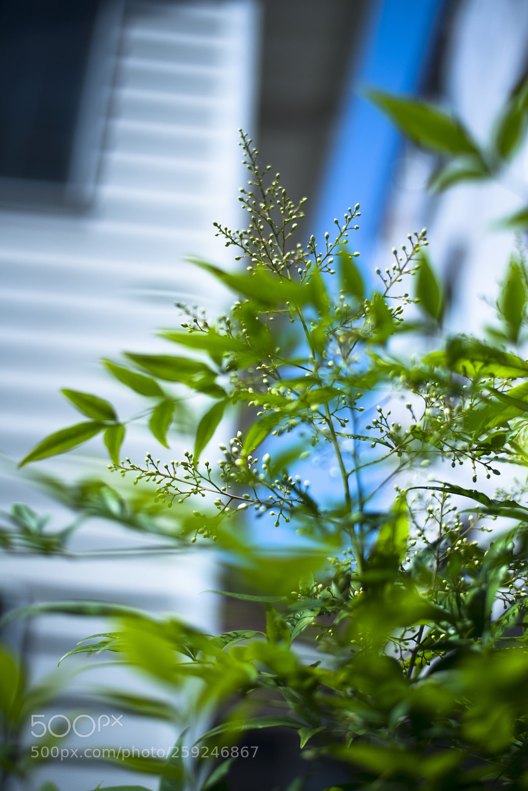 Nikon D810 sample photo. In a world   no.11 photography