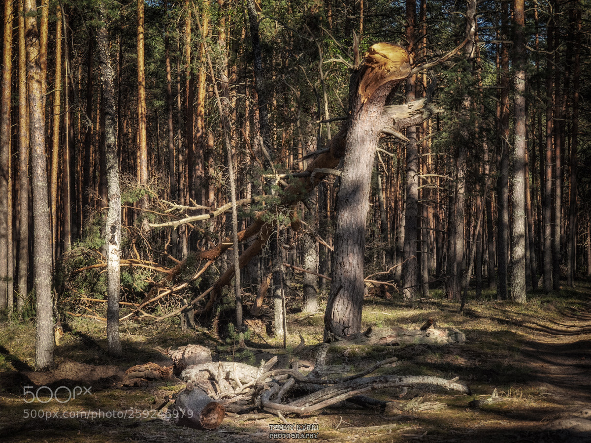 Olympus OM-D E-M1 sample photo. Dark forest photography