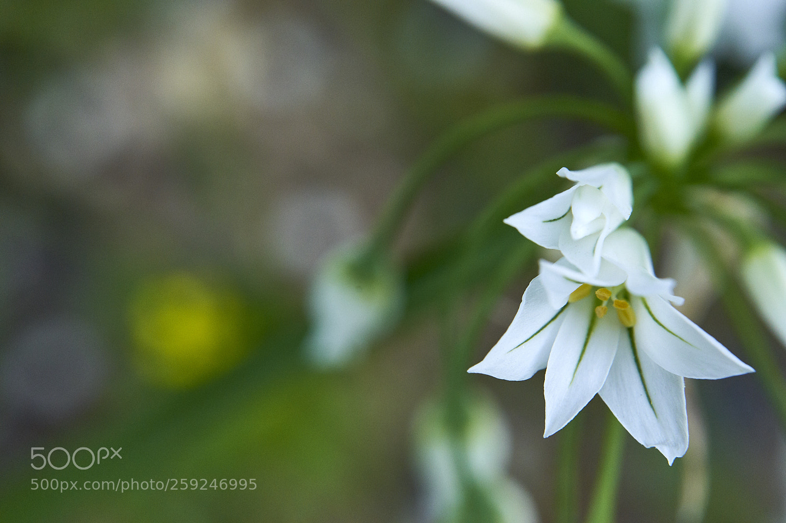 Sony a7 II sample photo. Snow white photography