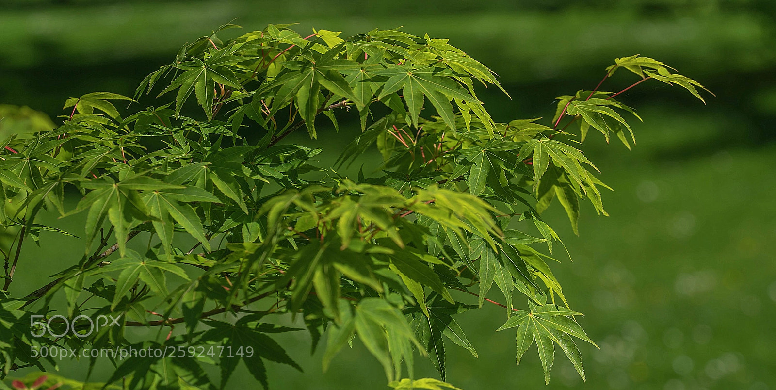 Sony a7R II sample photo. Green photography