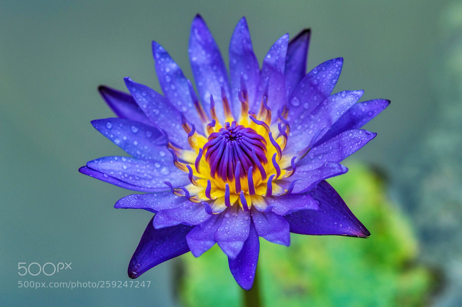 Nikon D3200 sample photo. Blue star water lily photography