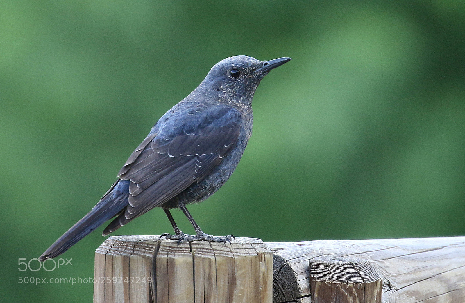 Canon EOS 7D Mark II sample photo. Blue rock thrush · photography