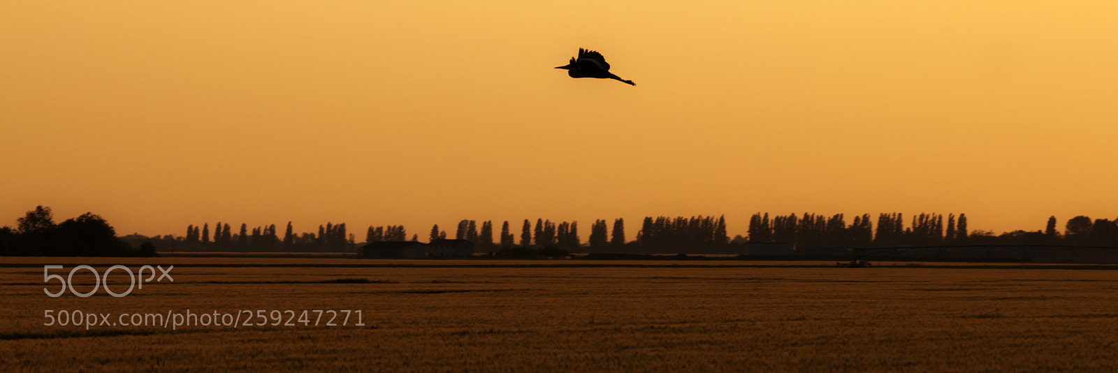 Canon EOS 500D (EOS Rebel T1i / EOS Kiss X3) sample photo. Gold hour photography