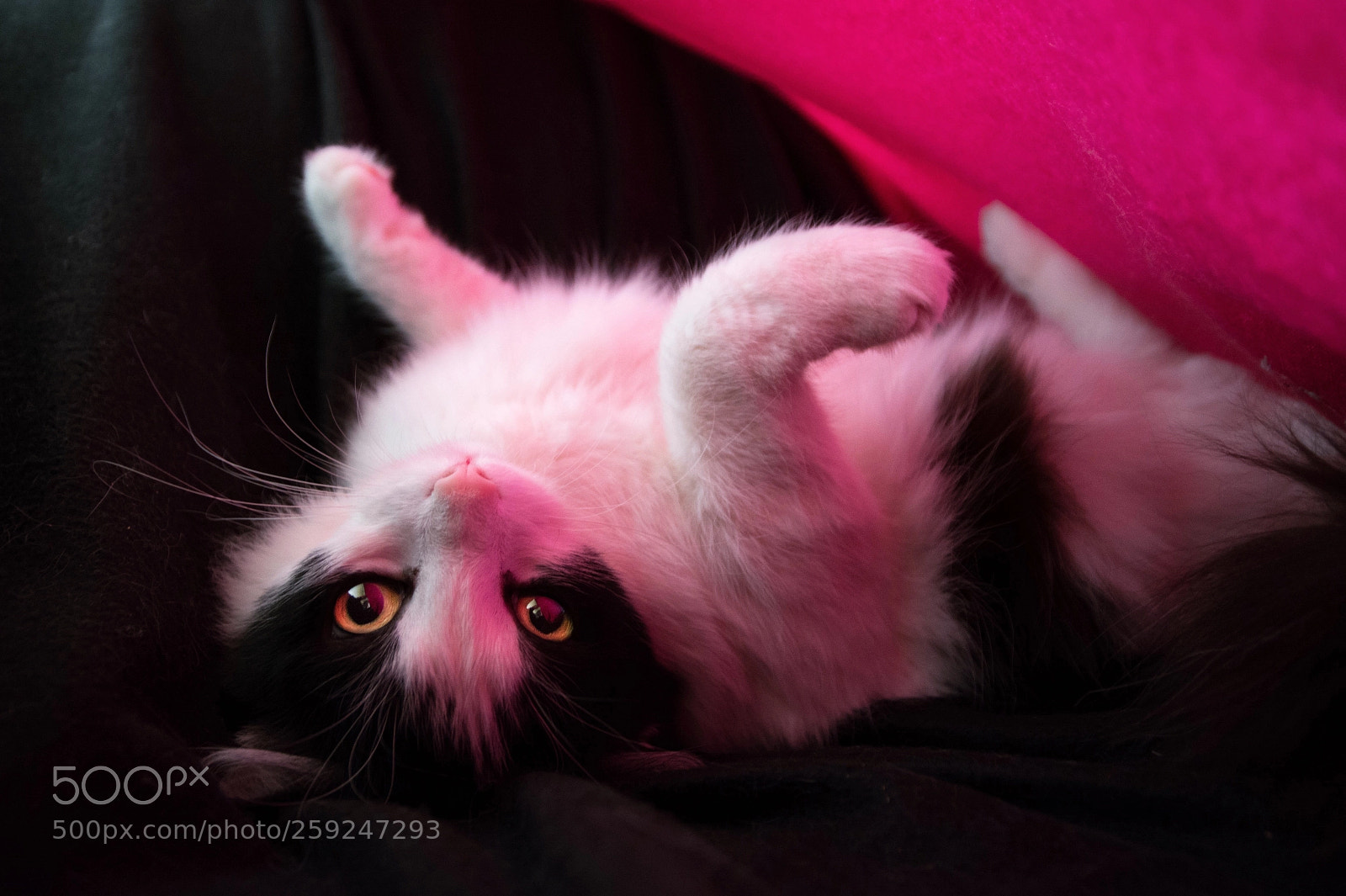 Nikon D7100 sample photo. Pink kitty photography