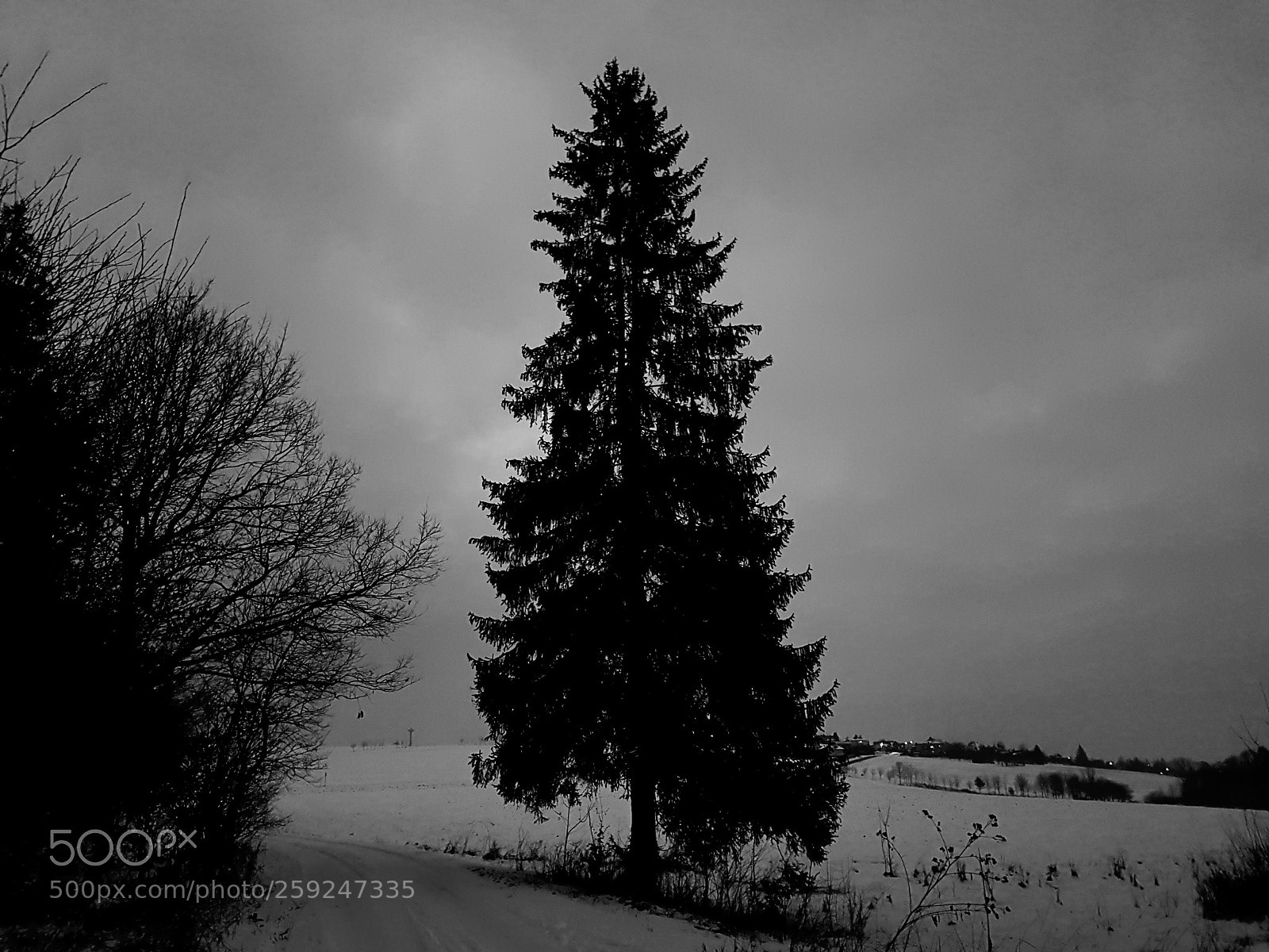 Samsung Galaxy S8 sample photo. Snow white black photography