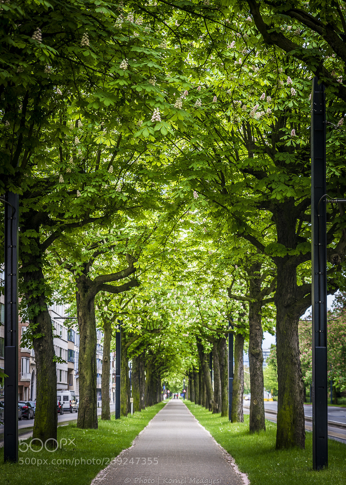 Nikon D610 sample photo. Tunnel by nature photography