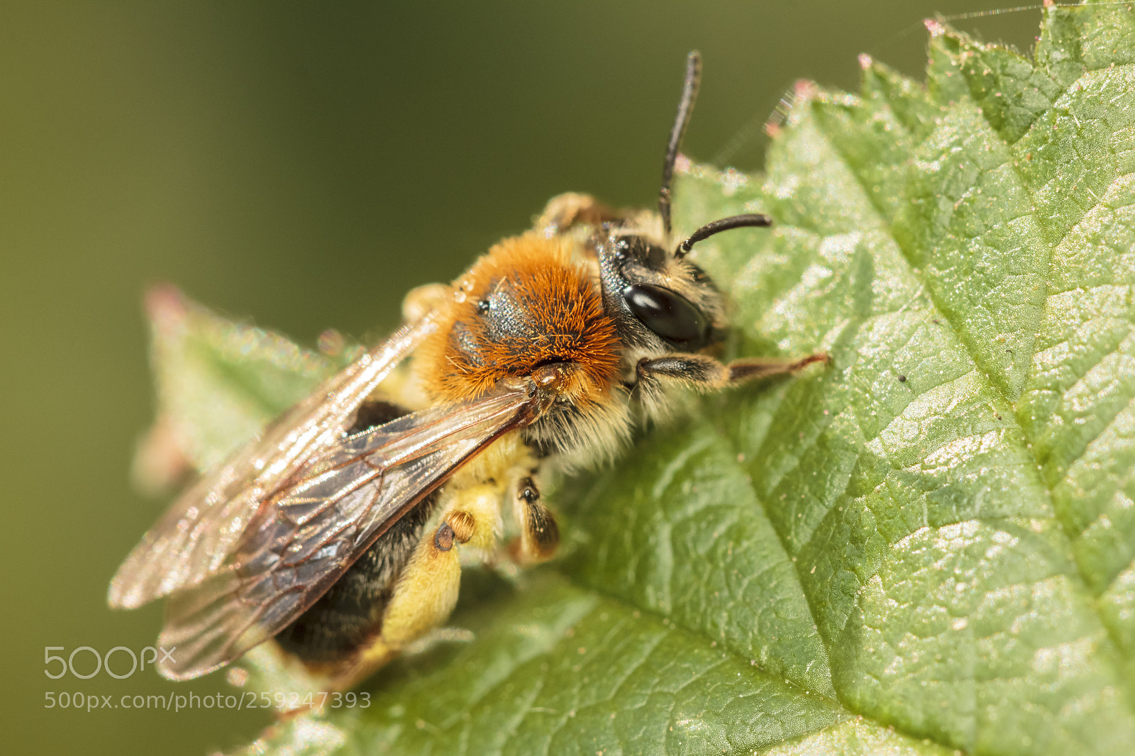Canon EOS 550D (EOS Rebel T2i / EOS Kiss X4) sample photo. Mining bee photography