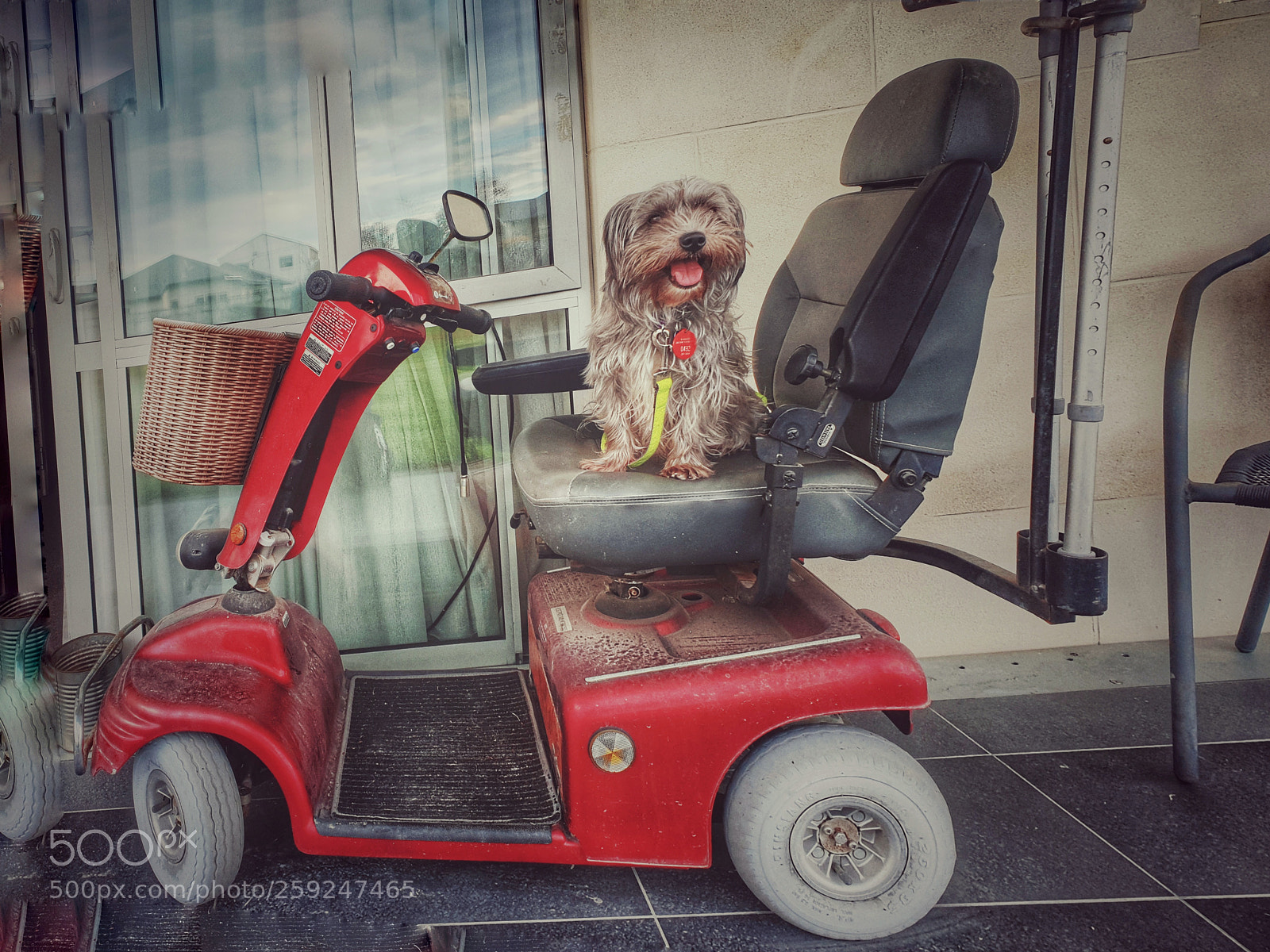 Samsung Galaxy S9+ sample photo. Cuteness on a scooter photography