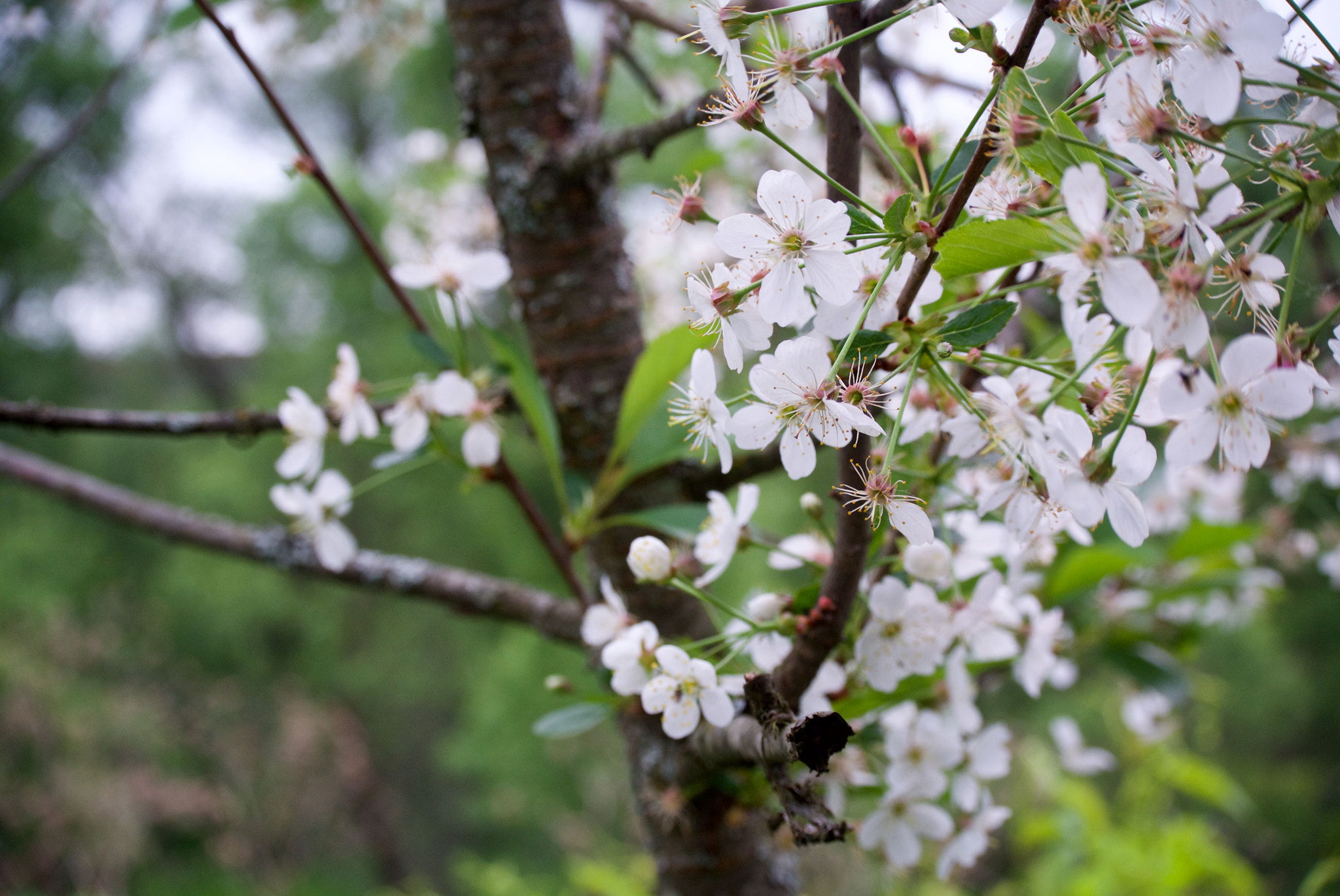 Nikon 1 J1 sample photo. Spring photography