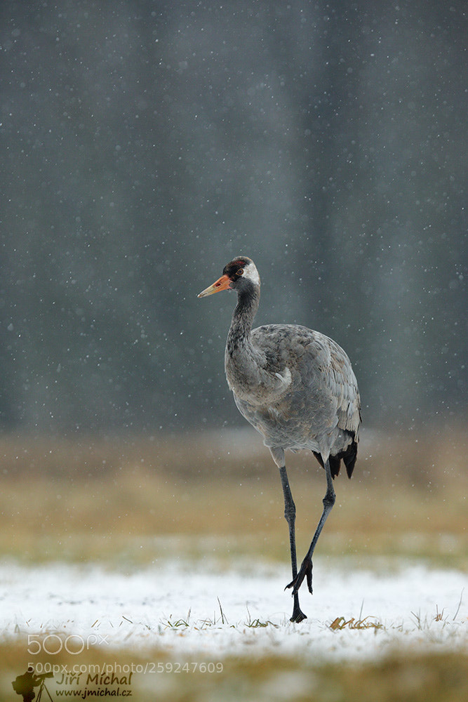 Canon EOS 5D Mark IV sample photo. The common crane photography