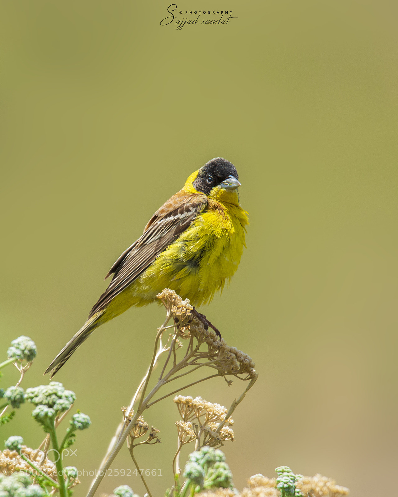 Nikon D7100 sample photo. Black-headed bunting photography