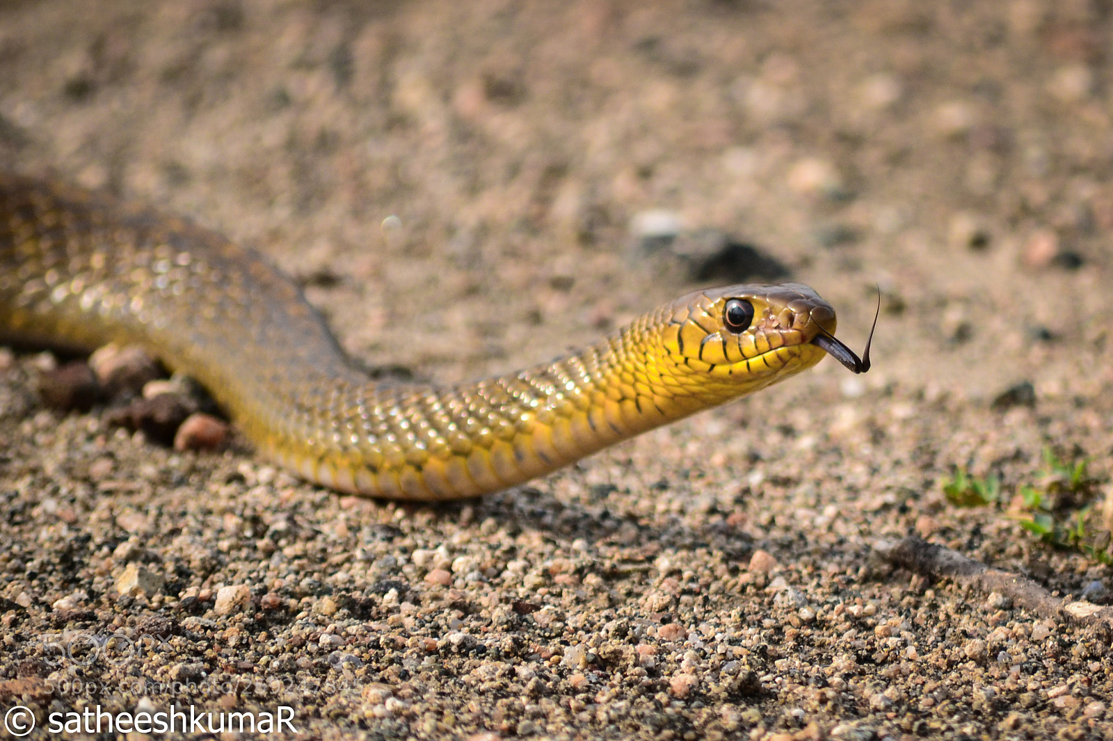 Nikon D3100 sample photo. Yellow snake !! photography