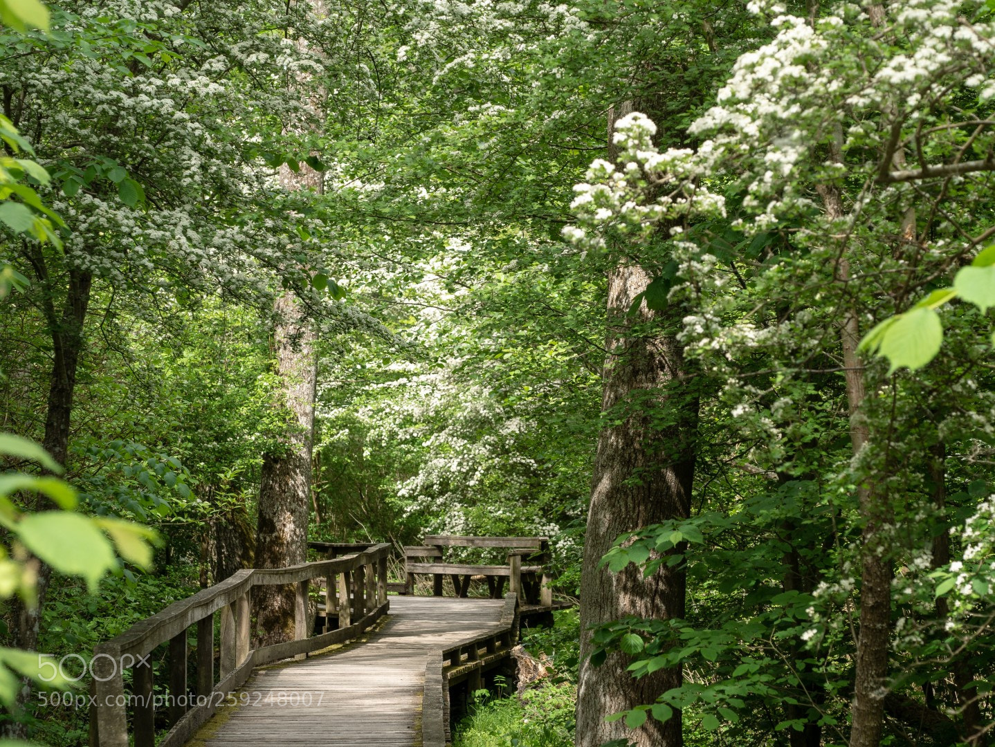 Panasonic Lumix DMC-GX7 sample photo. In the swamp photography