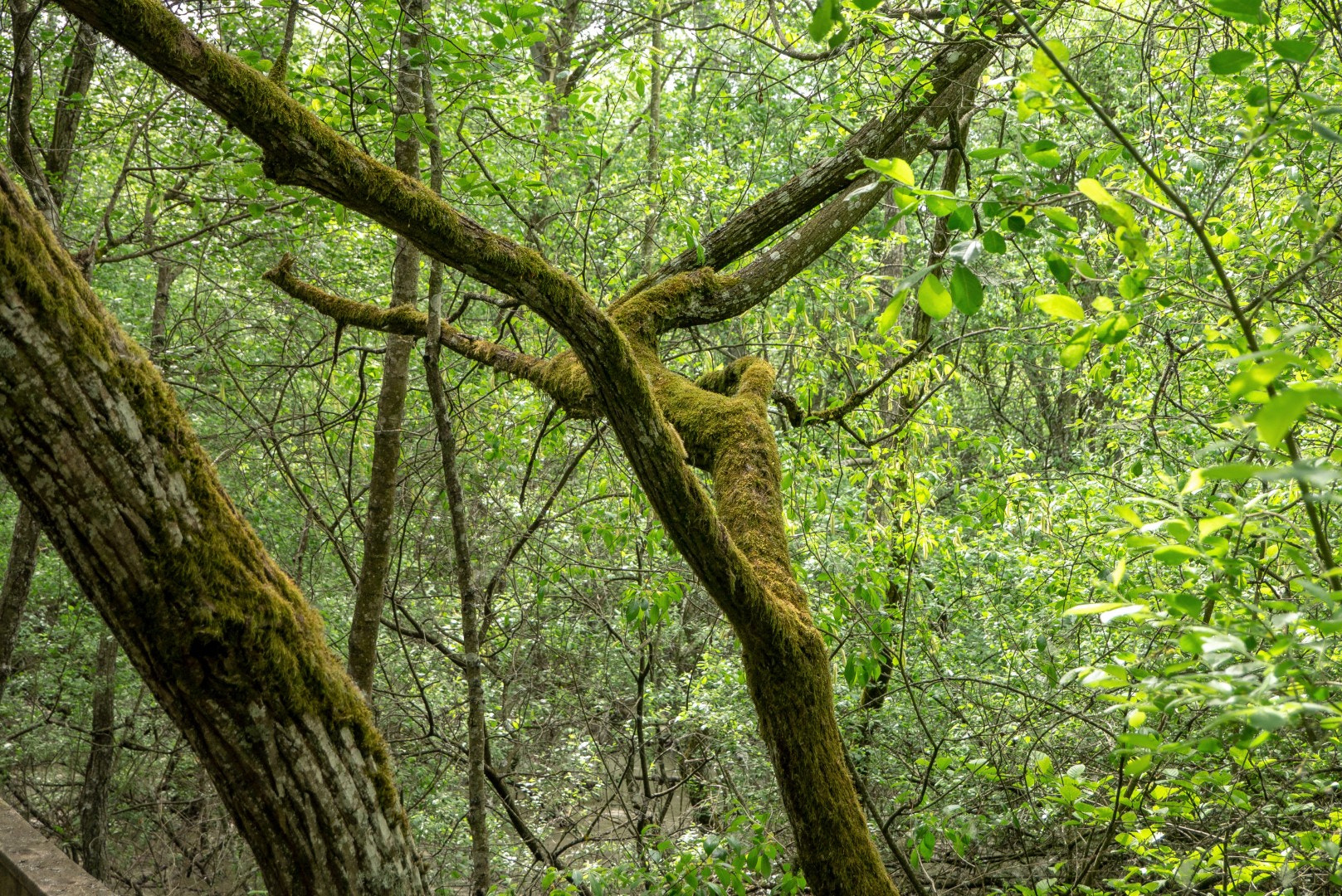 Panasonic Lumix DMC-GX1 sample photo. In the swamp photography