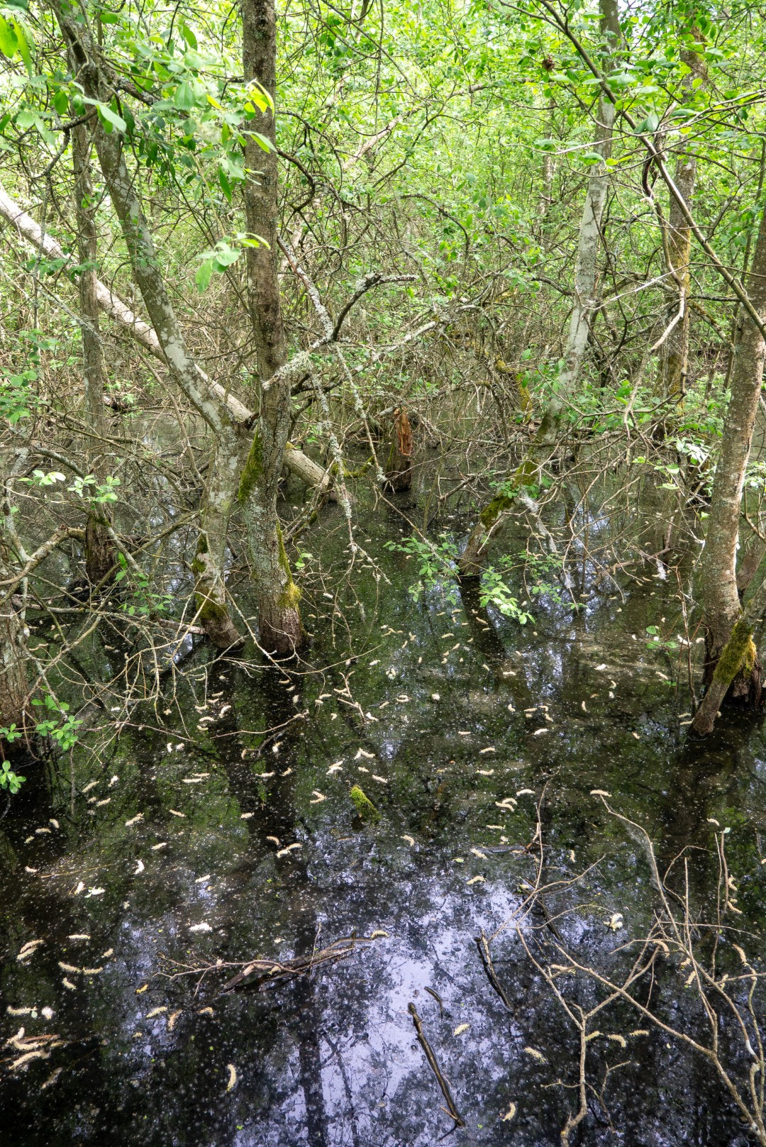 Panasonic Lumix DMC-GX1 sample photo. In the swamp photography
