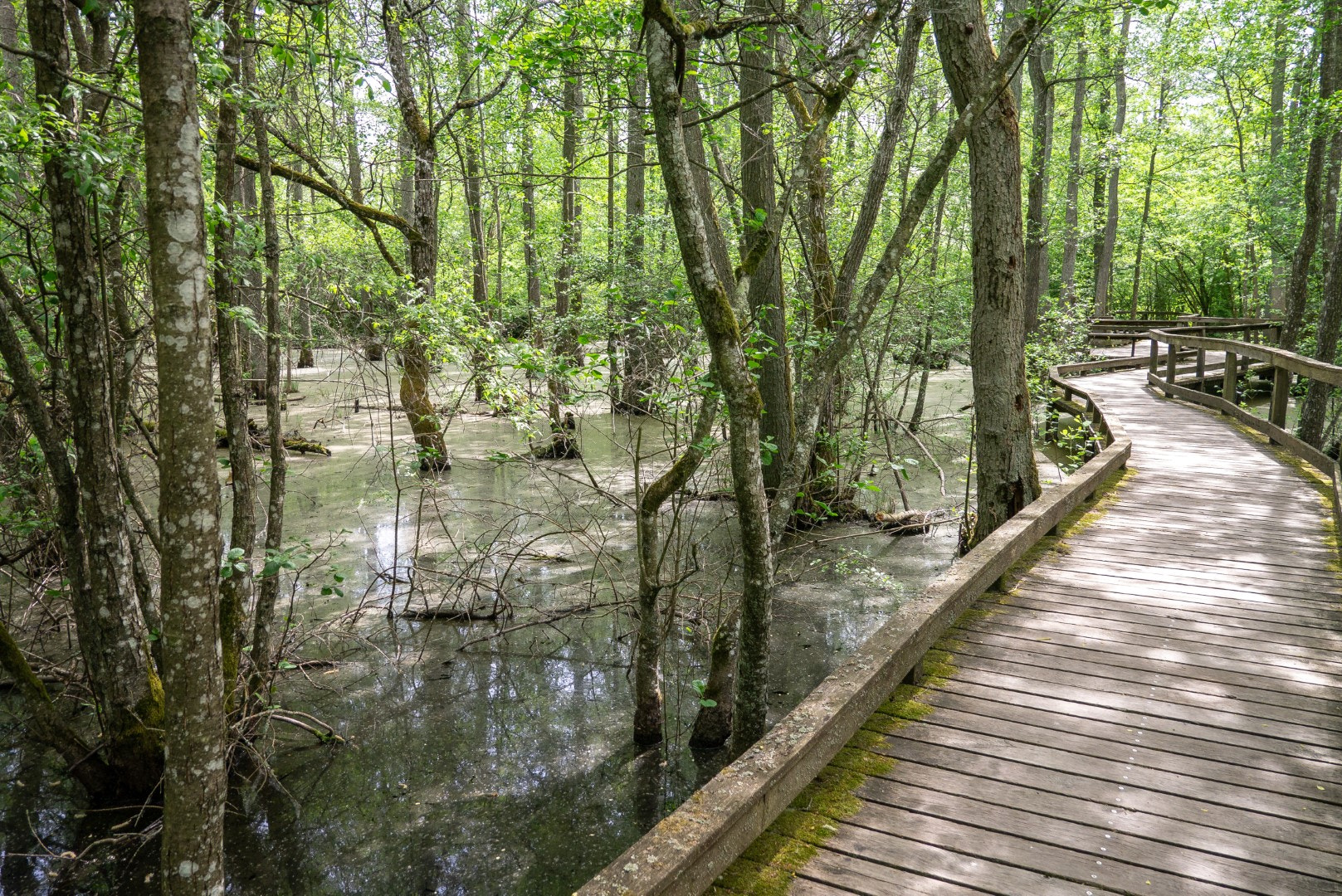 Panasonic Lumix DMC-GX1 sample photo. In the swamp photography