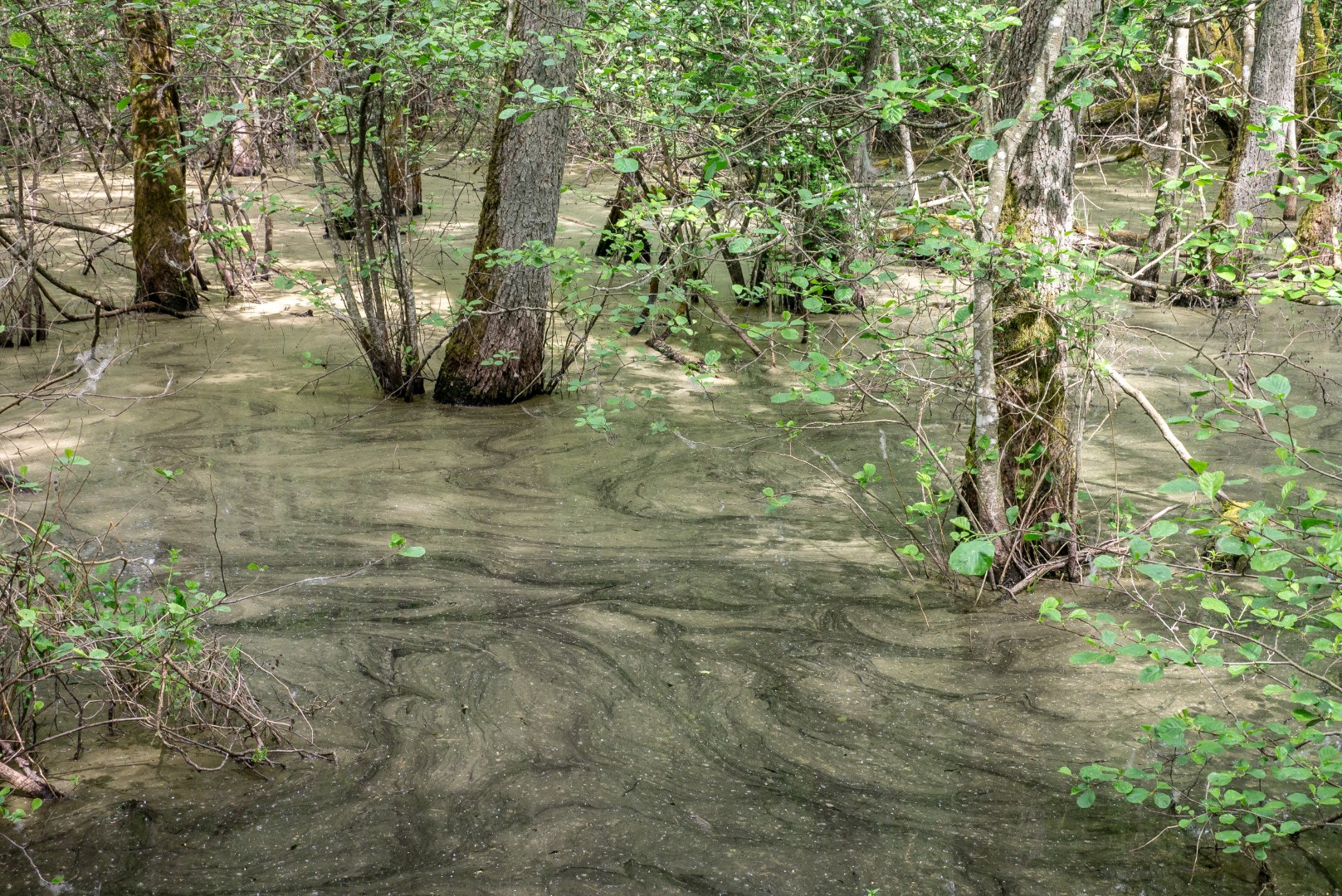 Panasonic Lumix DMC-GX1 sample photo. In the swamp photography