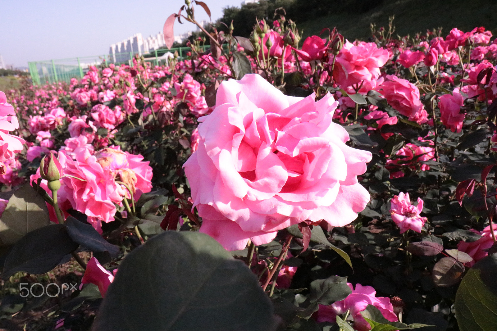 Canon EOS 760D (EOS Rebel T6s / EOS 8000D) + Canon EF-S 17-55mm F2.8 IS USM sample photo. Pink rose in spring photography