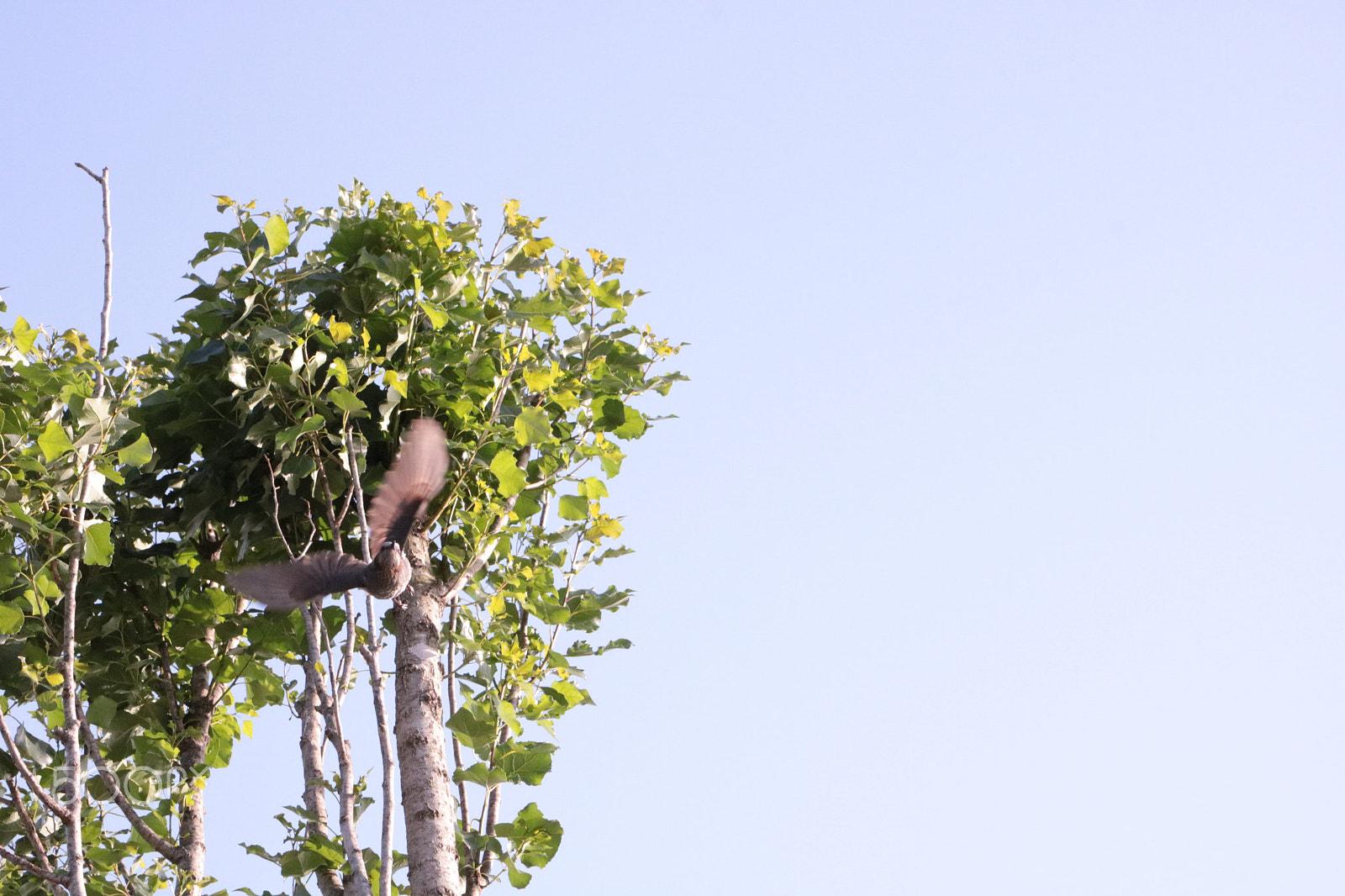 Canon EOS 760D (EOS Rebel T6s / EOS 8000D) + Canon EF-S 17-55mm F2.8 IS USM sample photo. Bird on a tree photography