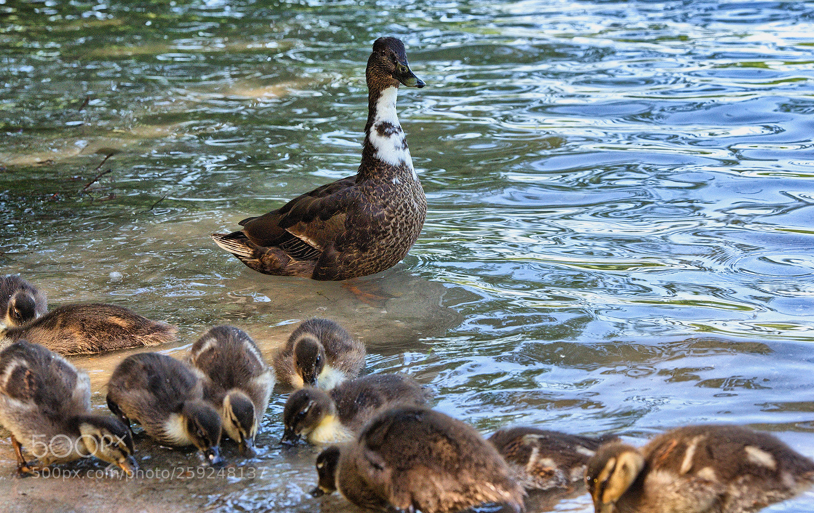 Nikon D800 sample photo. Proud looking duck mom photography