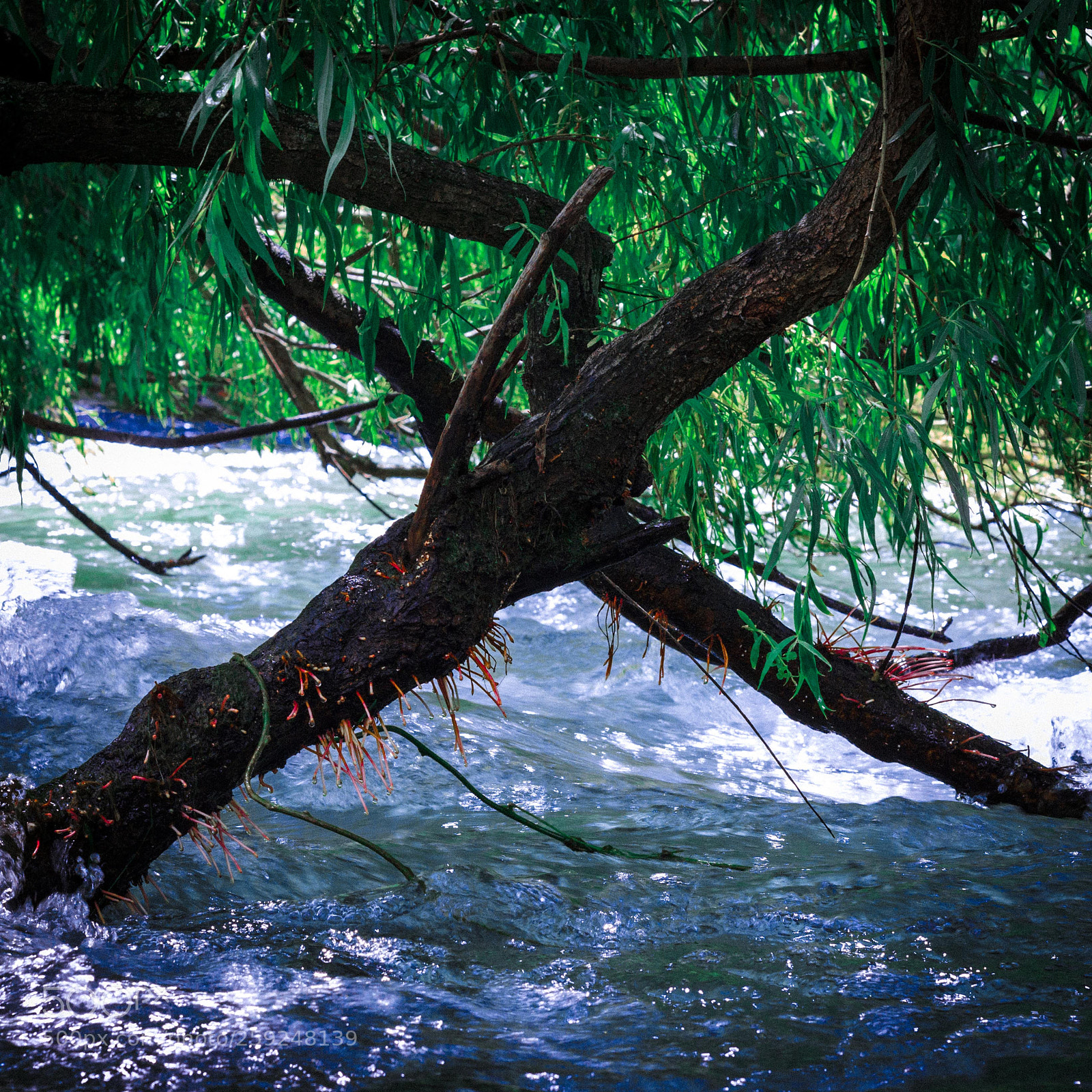 Canon EOS 600D (Rebel EOS T3i / EOS Kiss X5) sample photo. Wood meets water photography