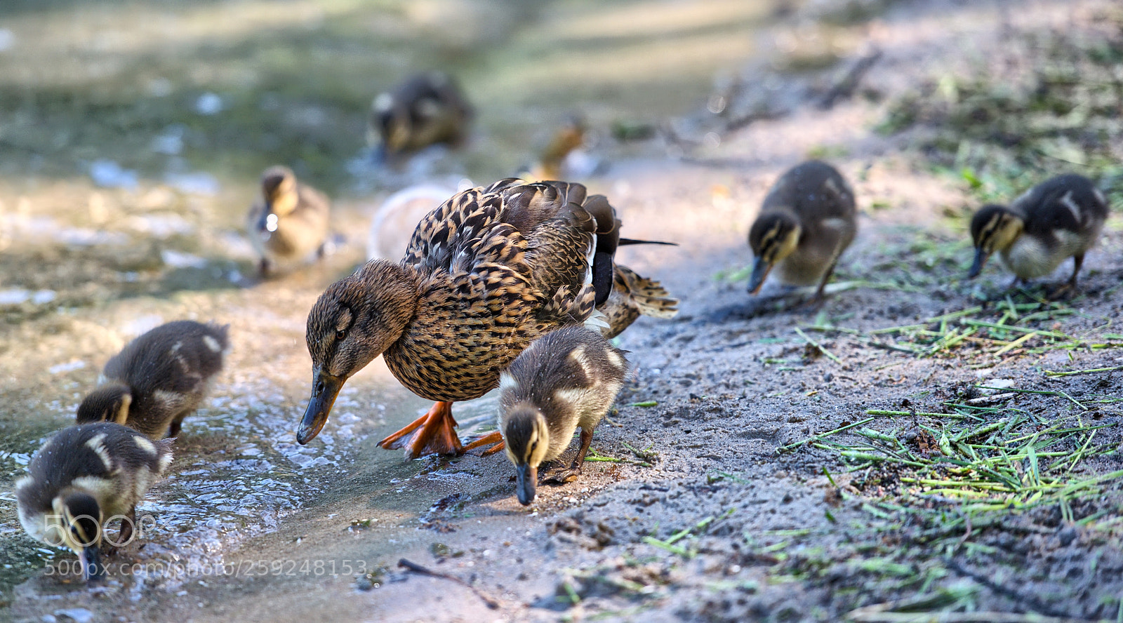 Nikon D800 sample photo. Smiling duck mum photography