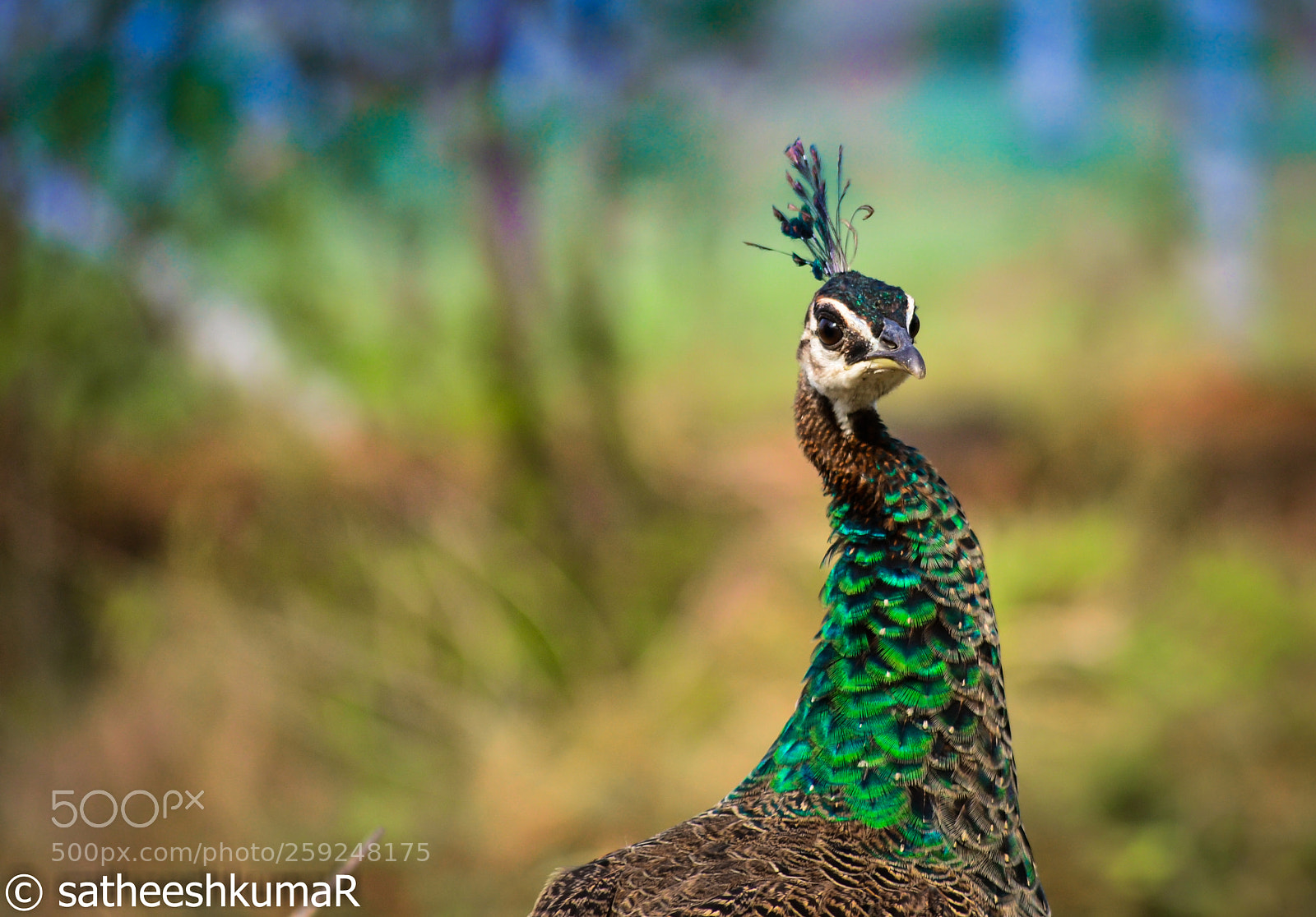 Nikon D3100 sample photo. Peahen !! photography