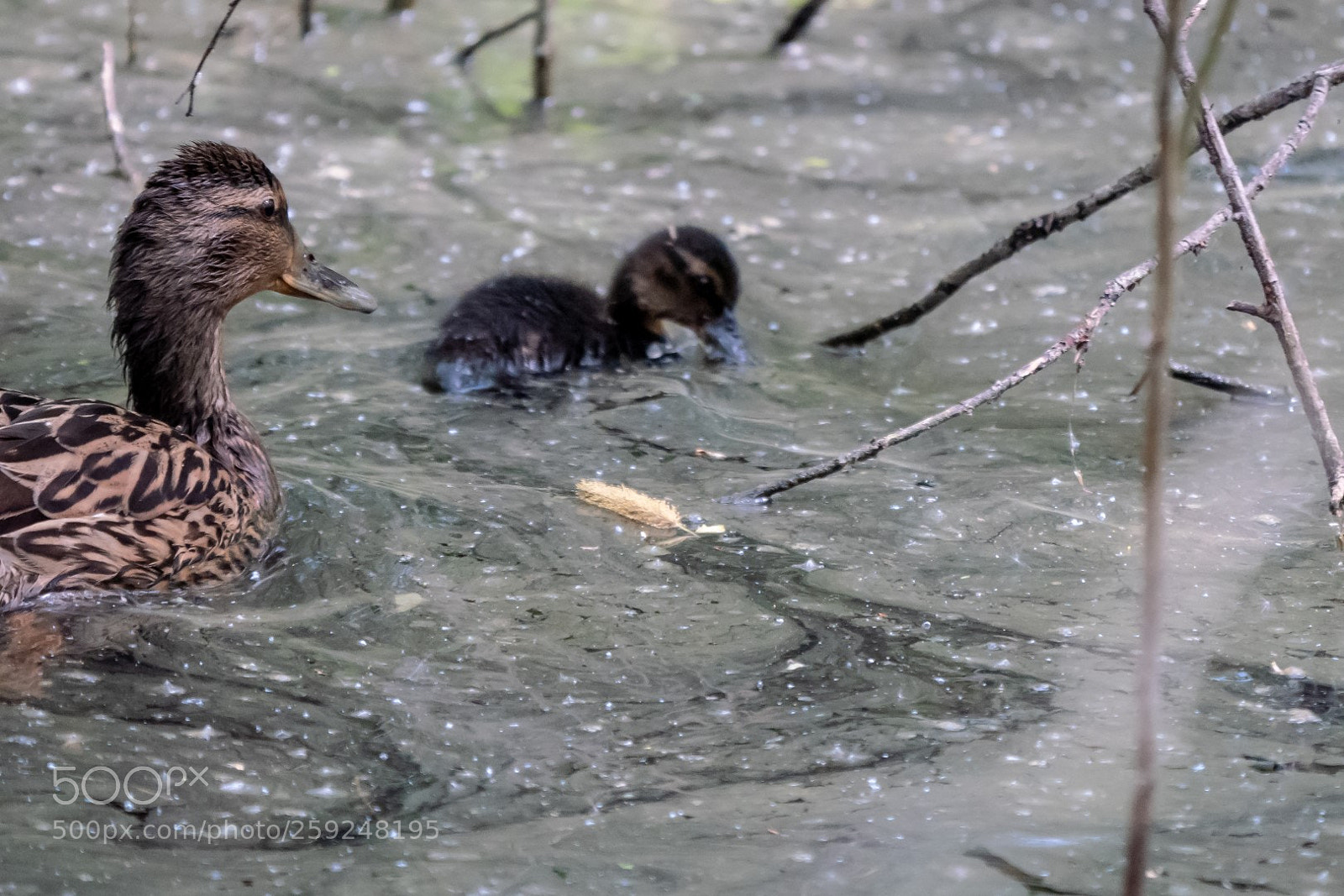 Panasonic Lumix DMC-GX85 (Lumix DMC-GX80 / Lumix DMC-GX7 Mark II) sample photo. Mother duck keeping order photography