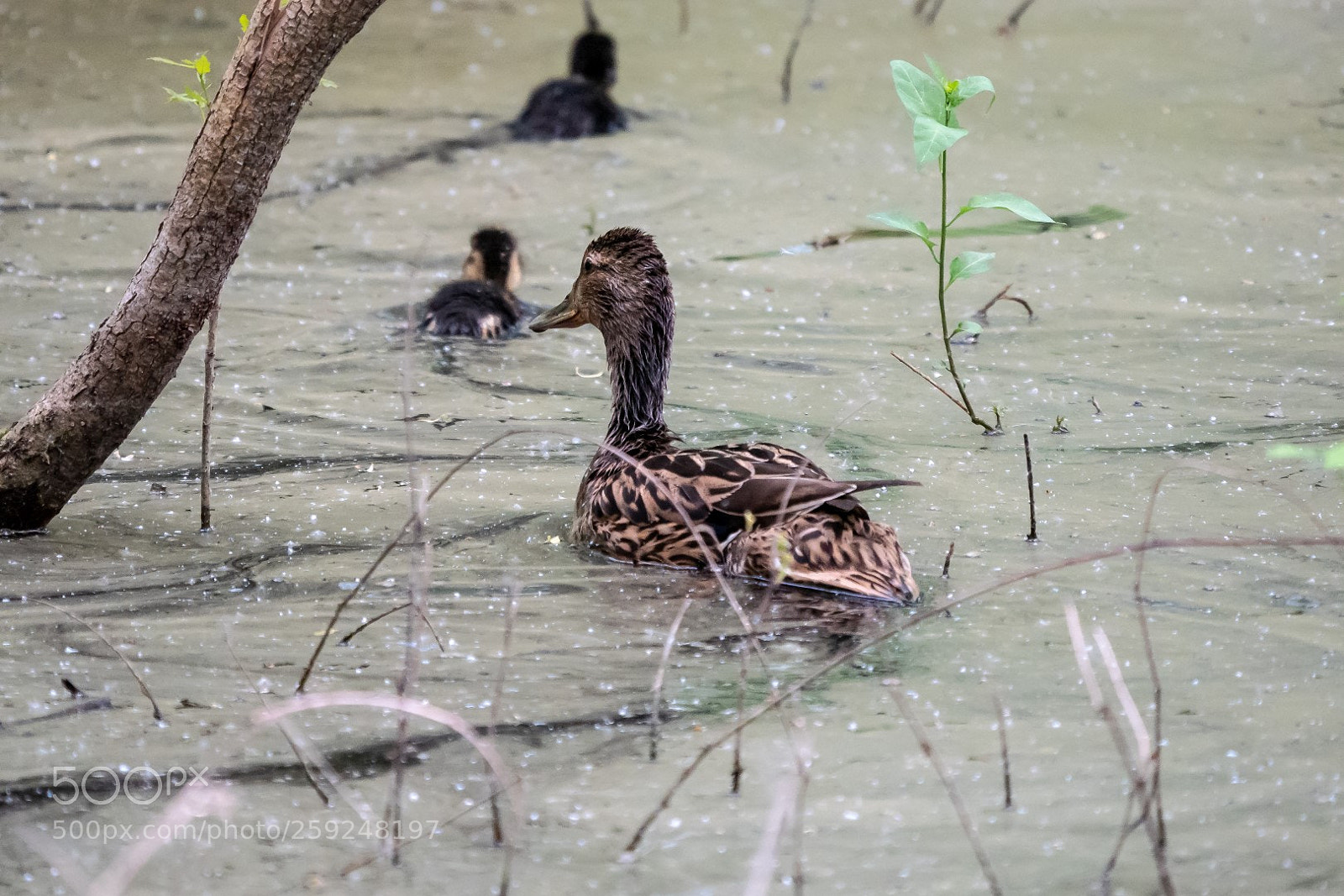 Panasonic Lumix DMC-GX85 (Lumix DMC-GX80 / Lumix DMC-GX7 Mark II) sample photo. Mother duck keeping order photography