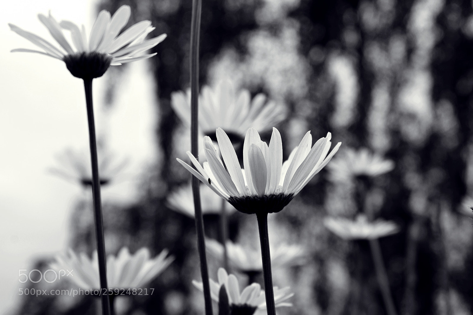 Fujifilm X-T10 sample photo. Daisies photography