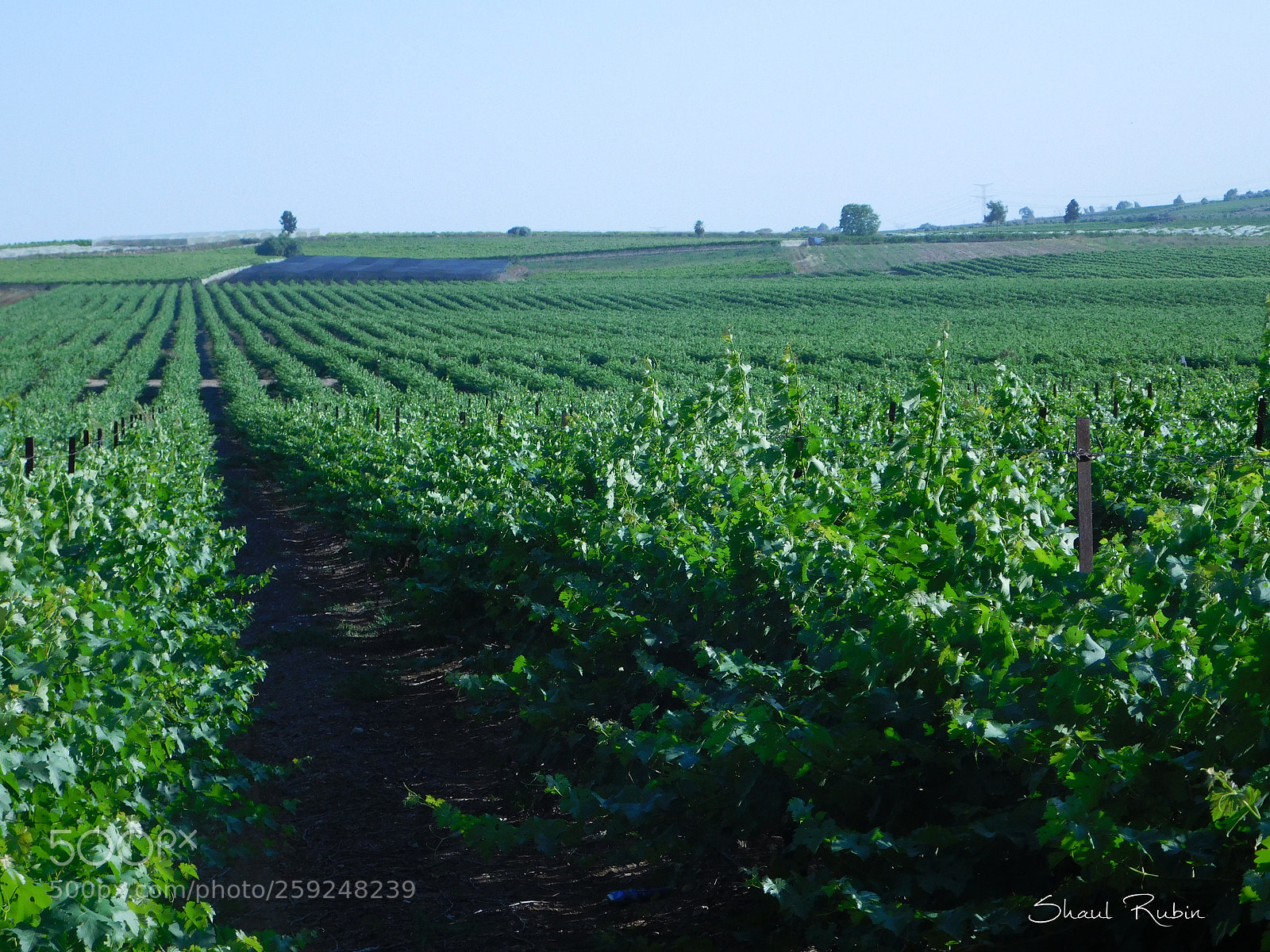 Nikon Coolpix L840 sample photo. Spring in israel photography