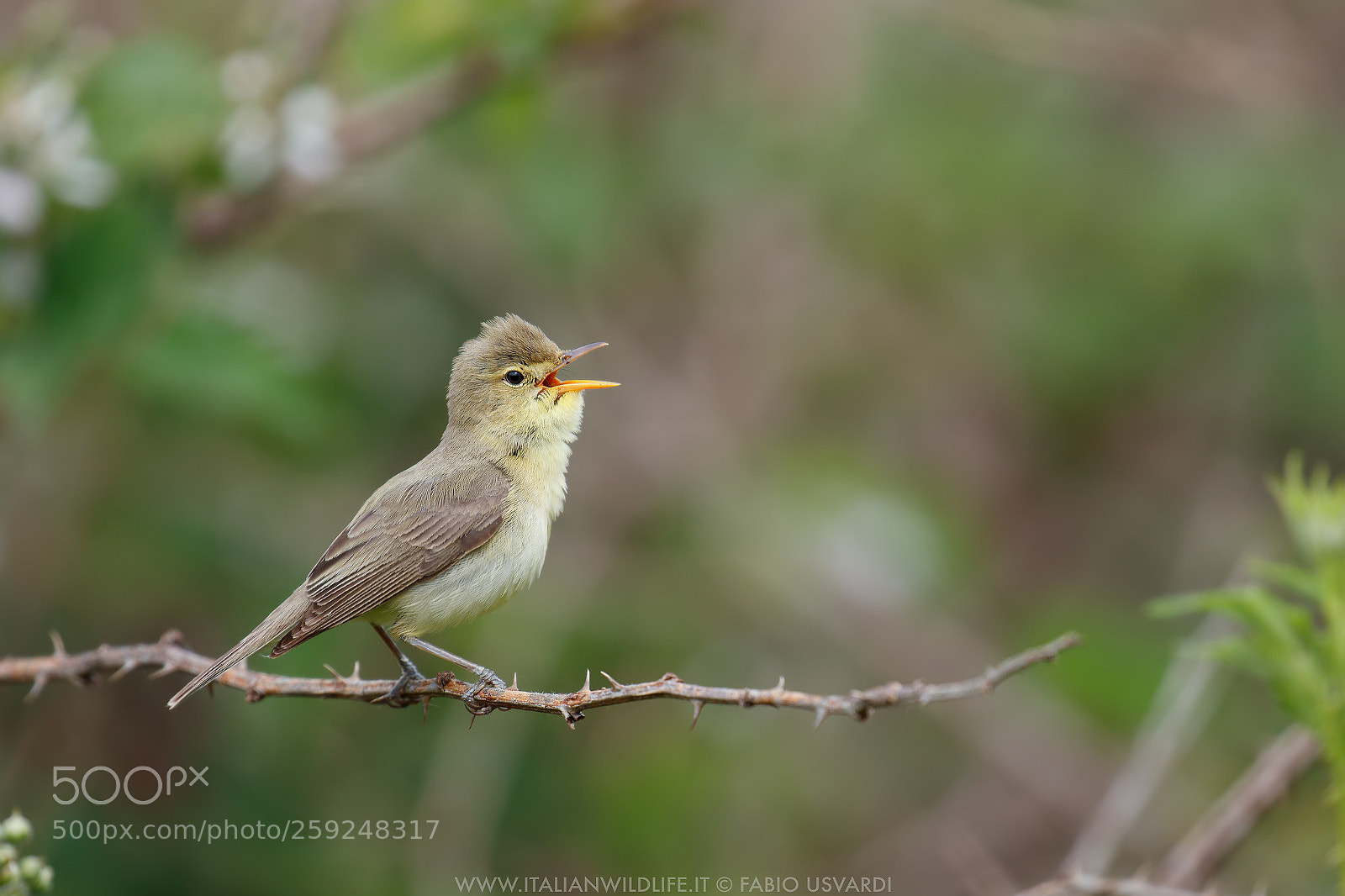 Canon EOS 200D (EOS Rebel SL2 / EOS Kiss X9) sample photo. Melodious warbler (hippolais polyglotta) photography