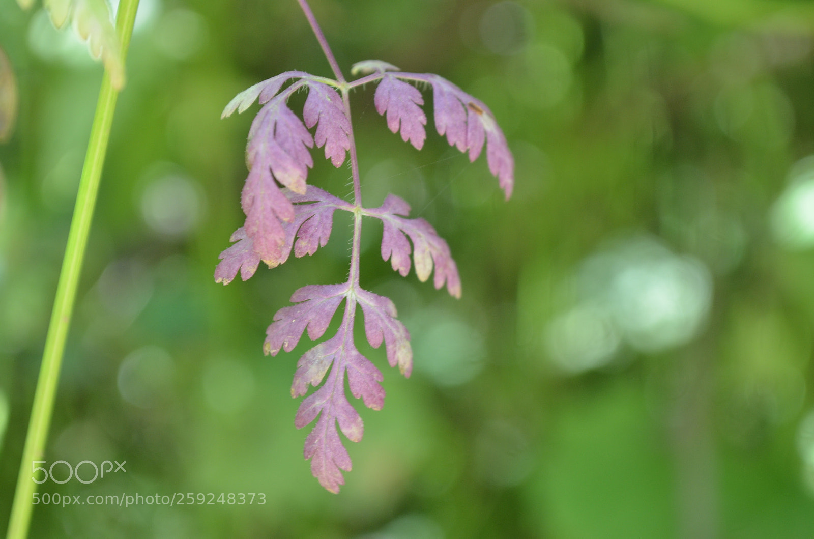 Nikon D5100 sample photo. Lonely but not alone photography