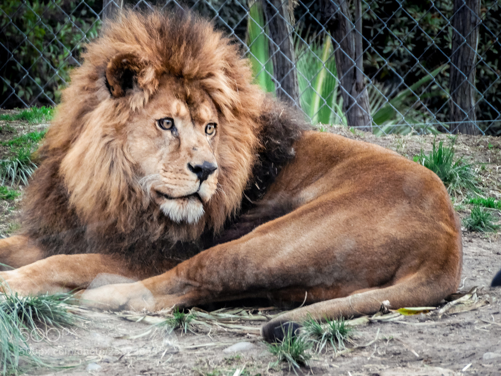 Samsung WB1100F/WB1101F/WB1102F sample photo. The king of the photography