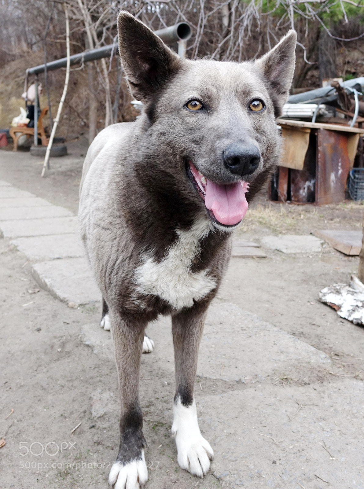 Sony Cyber-shot DSC-RX10 sample photo. Mini wolf 3 photography
