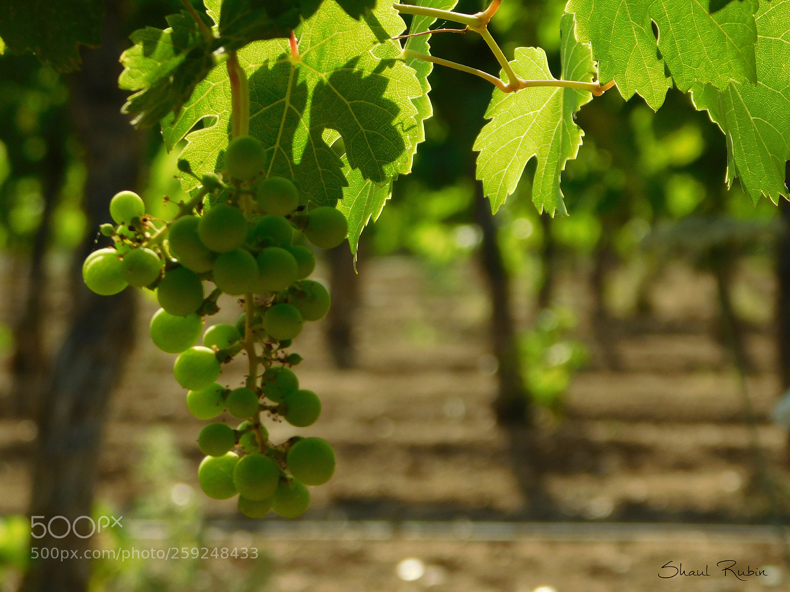 Nikon Coolpix L840 sample photo. Spring in israel photography
