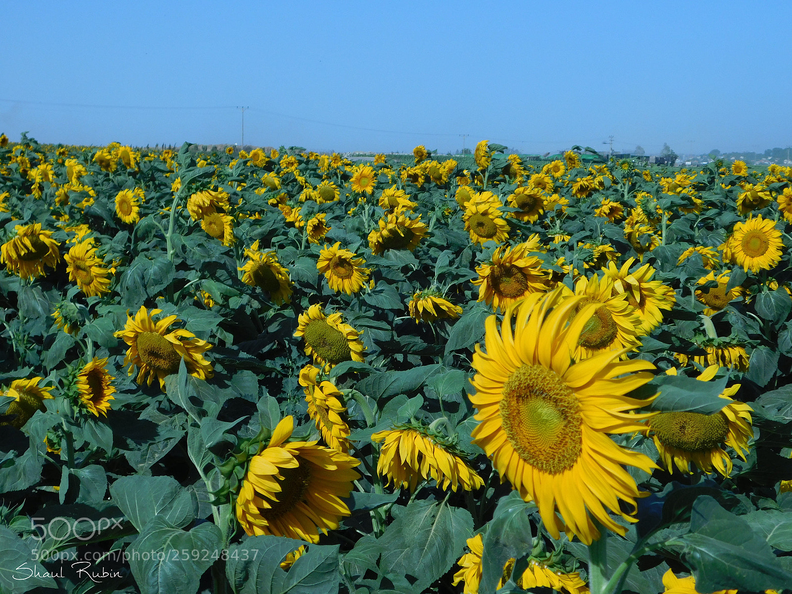 Nikon Coolpix L840 sample photo. Spring in israel photography