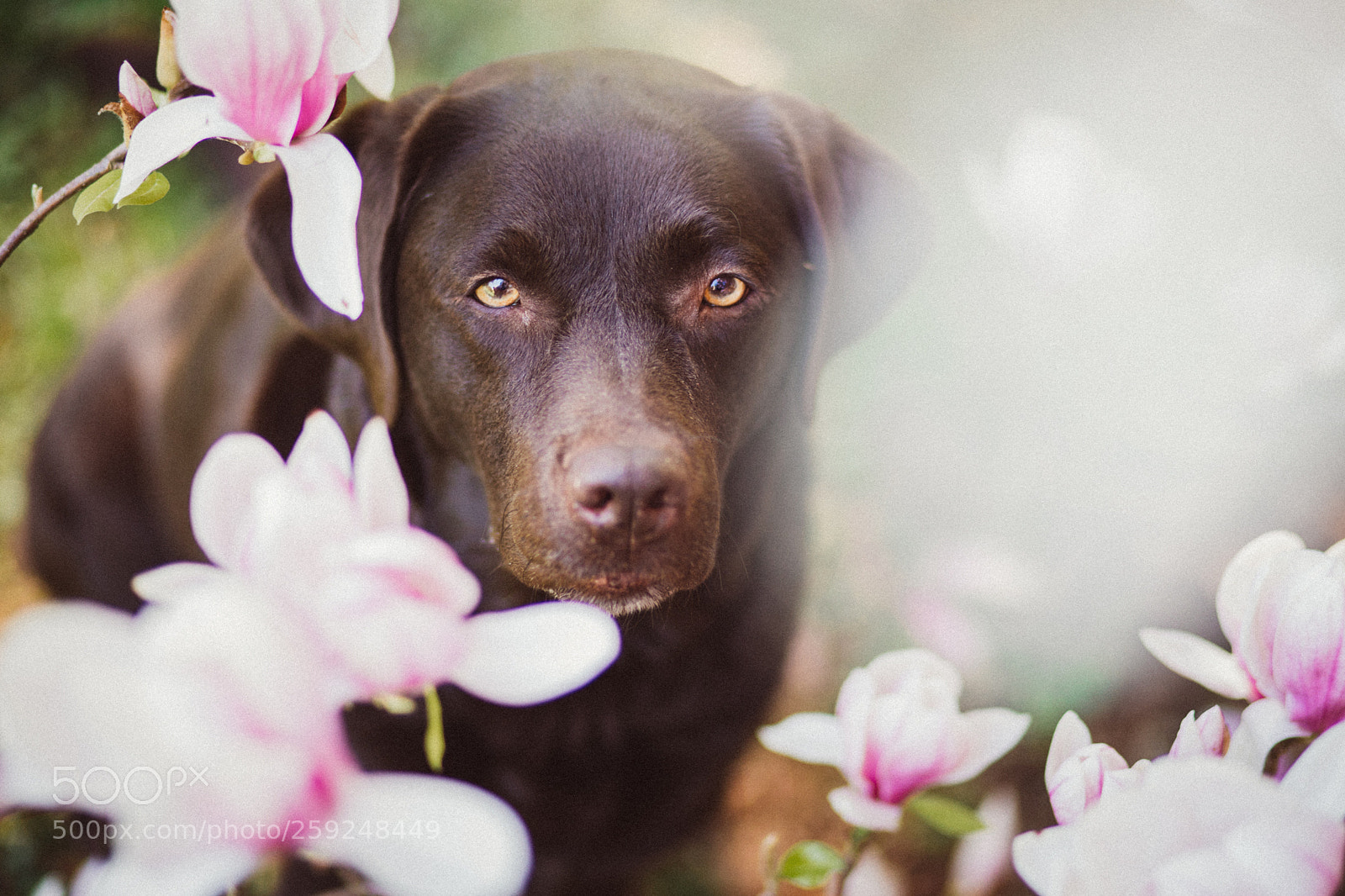 Canon EOS 5D Mark IV sample photo. Magnoliadream photography