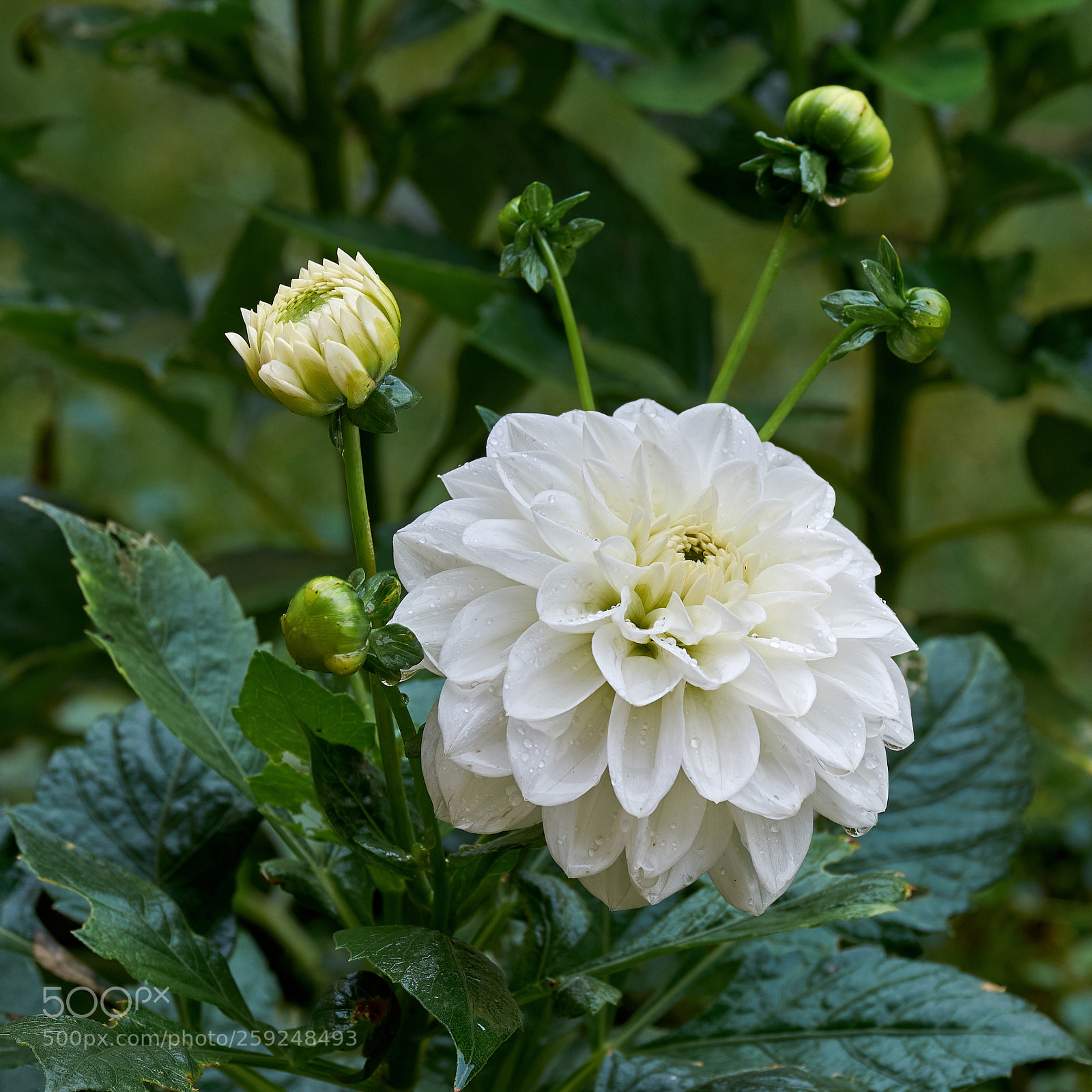Fujifilm X-T1 sample photo. Perigord photography