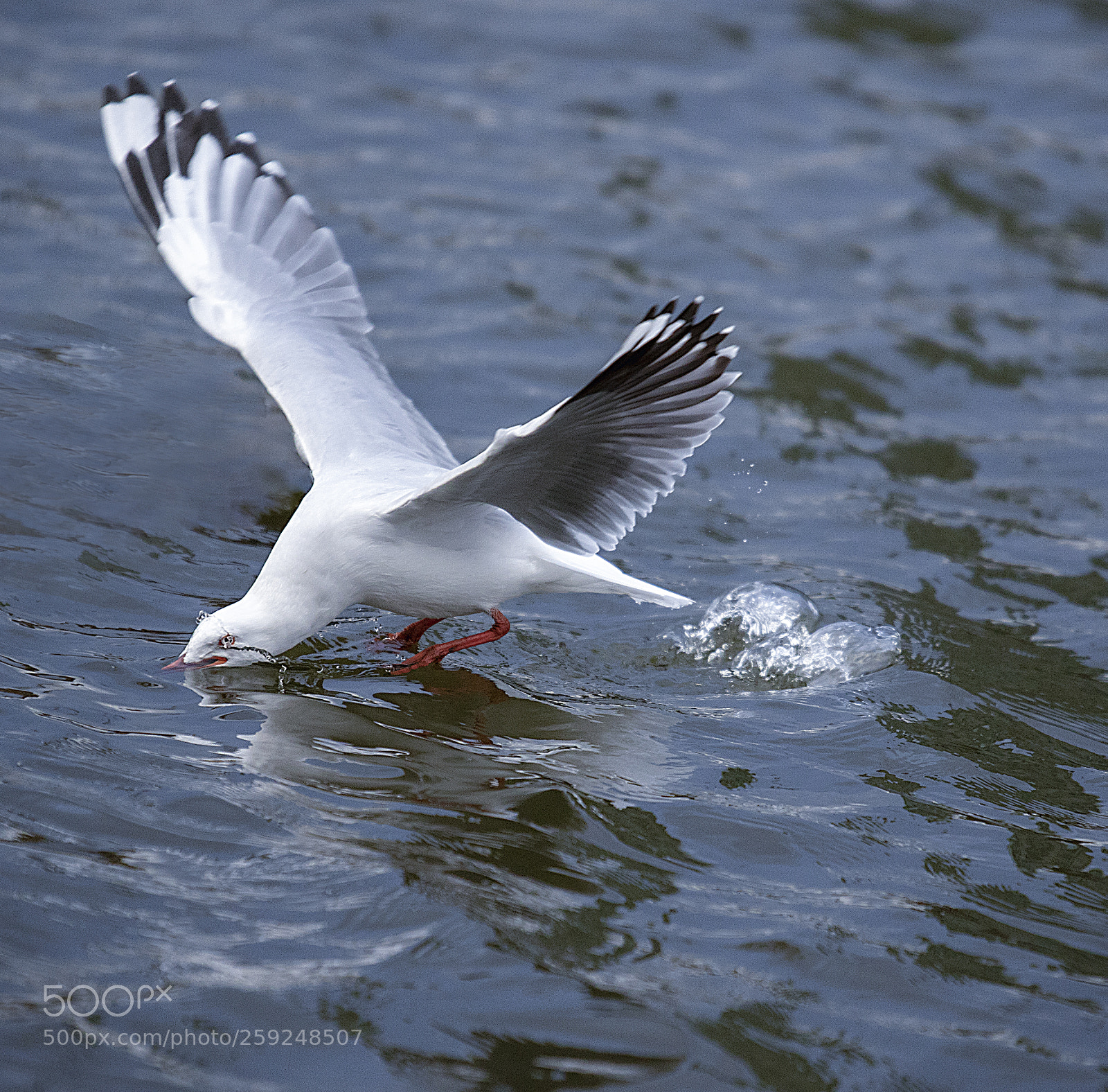 Canon EOS 7D Mark II sample photo. Silver gull photography