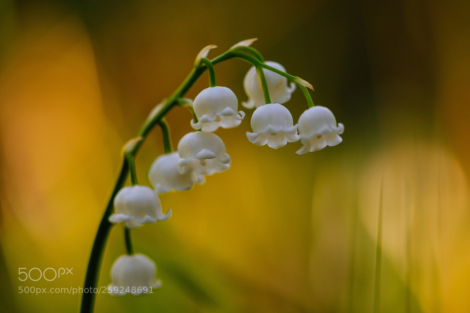 Canon EOS 5D Mark IV sample photo. Lily of the valley  photography