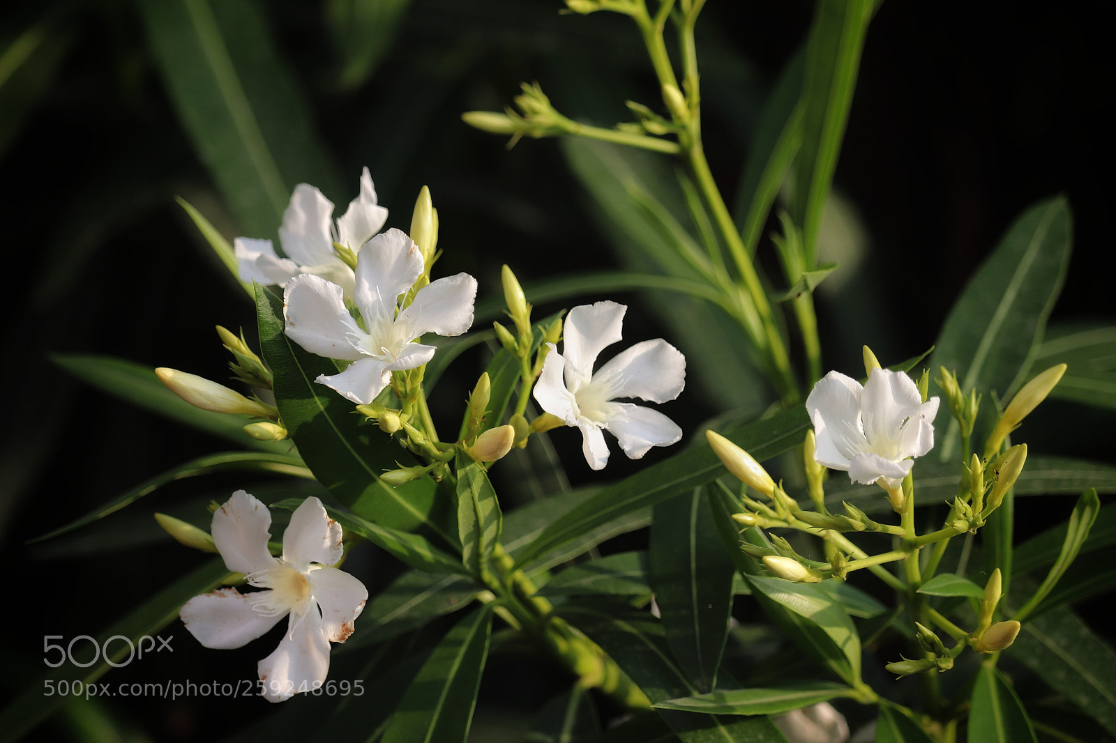 Canon EOS 800D (EOS Rebel T7i / EOS Kiss X9i) sample photo. White wildflowers photography