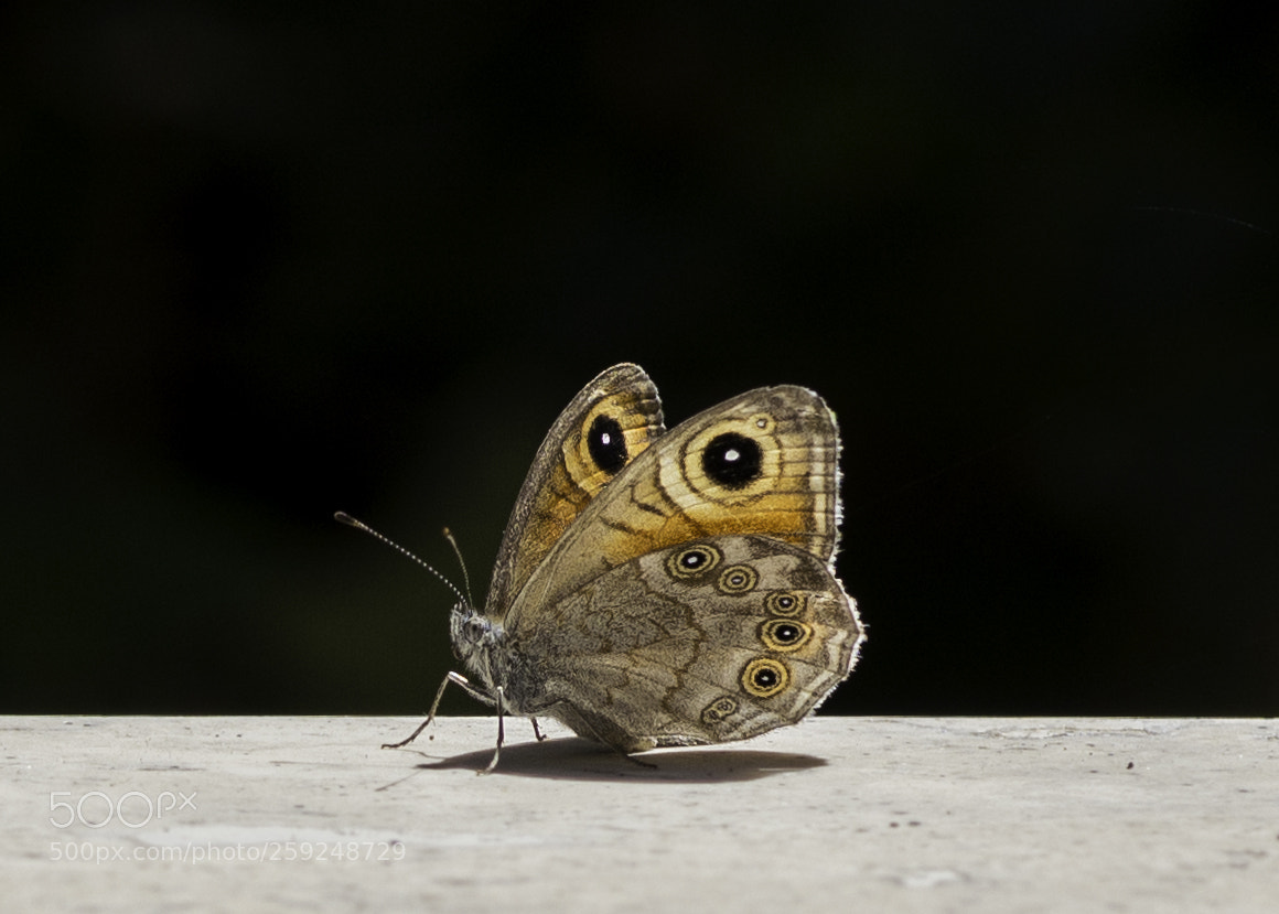 Nikon D3200 sample photo. Esmer boncuk photography