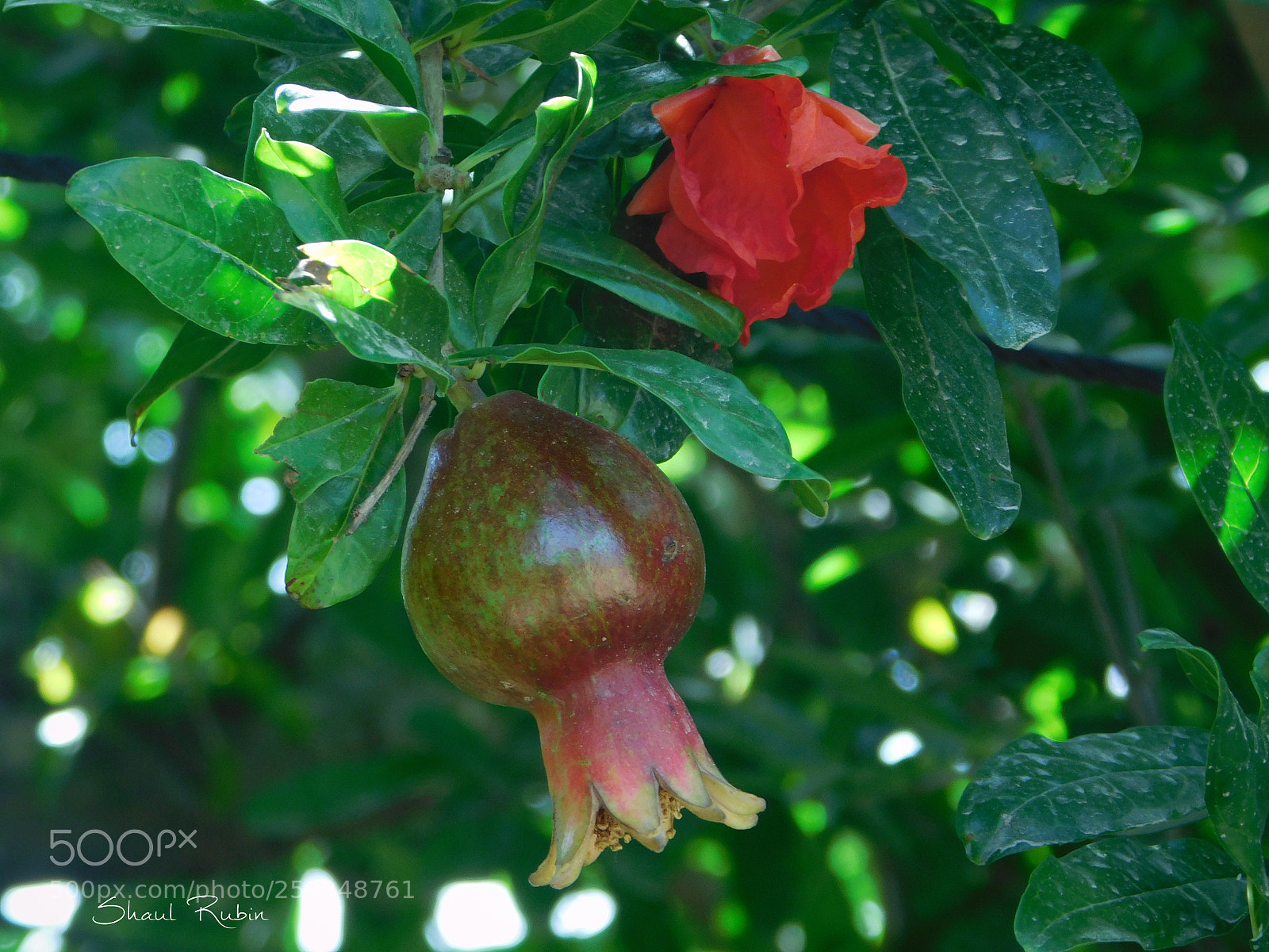 Nikon Coolpix L840 sample photo. Spring in israel photography