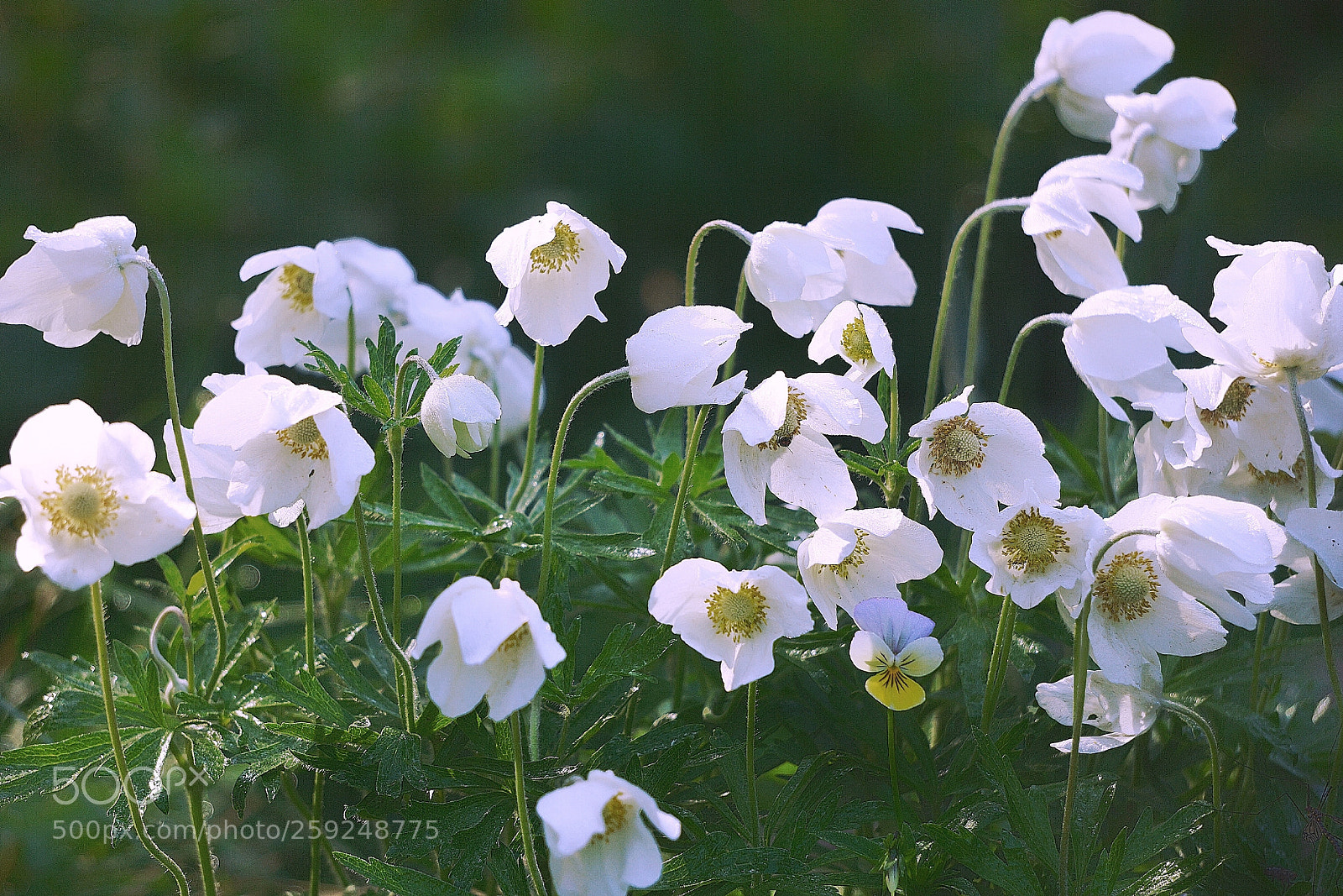 Sony a6000 sample photo. Flowers  photography