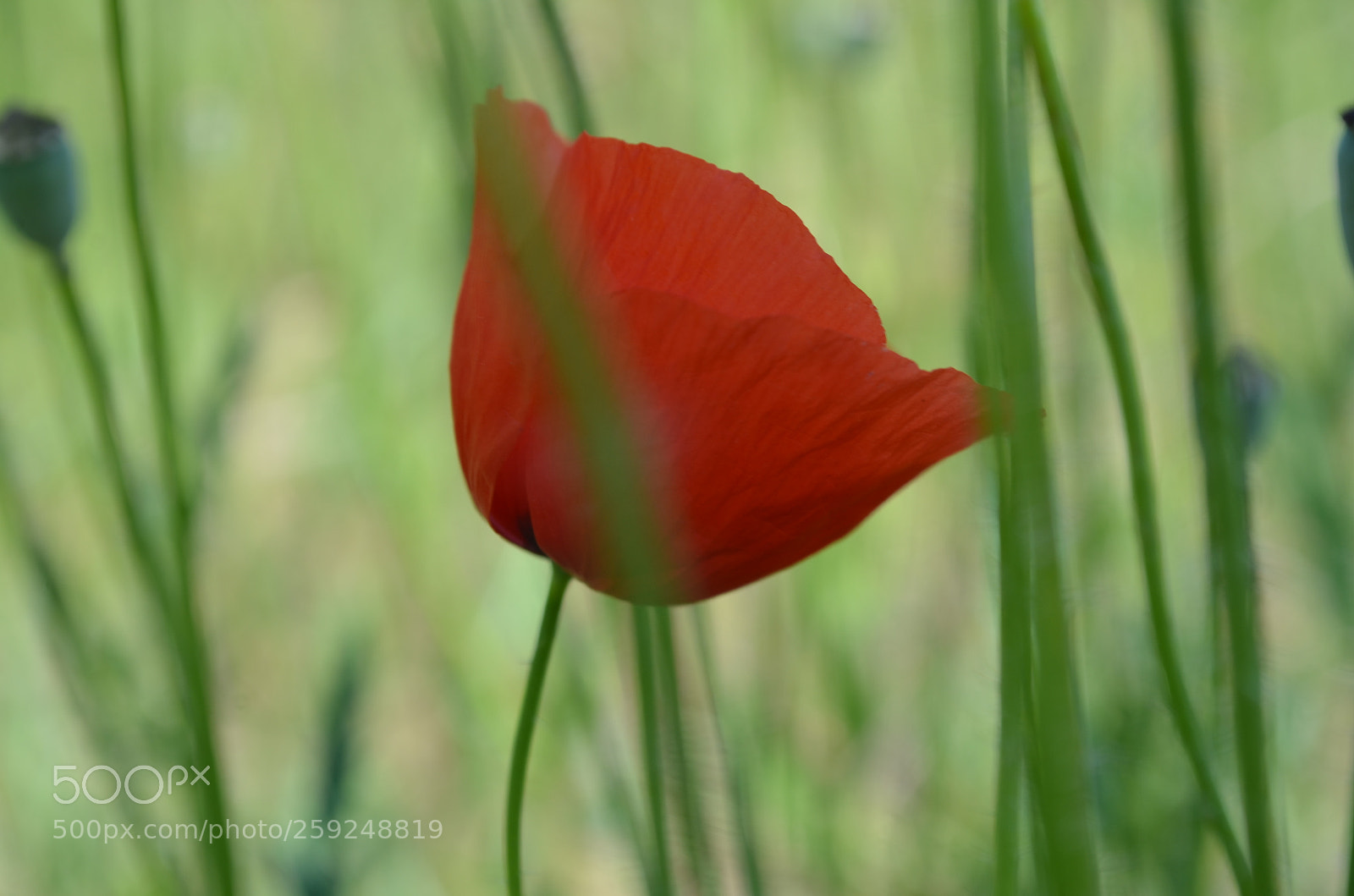 Nikon D5100 sample photo. The silence of beauty photography