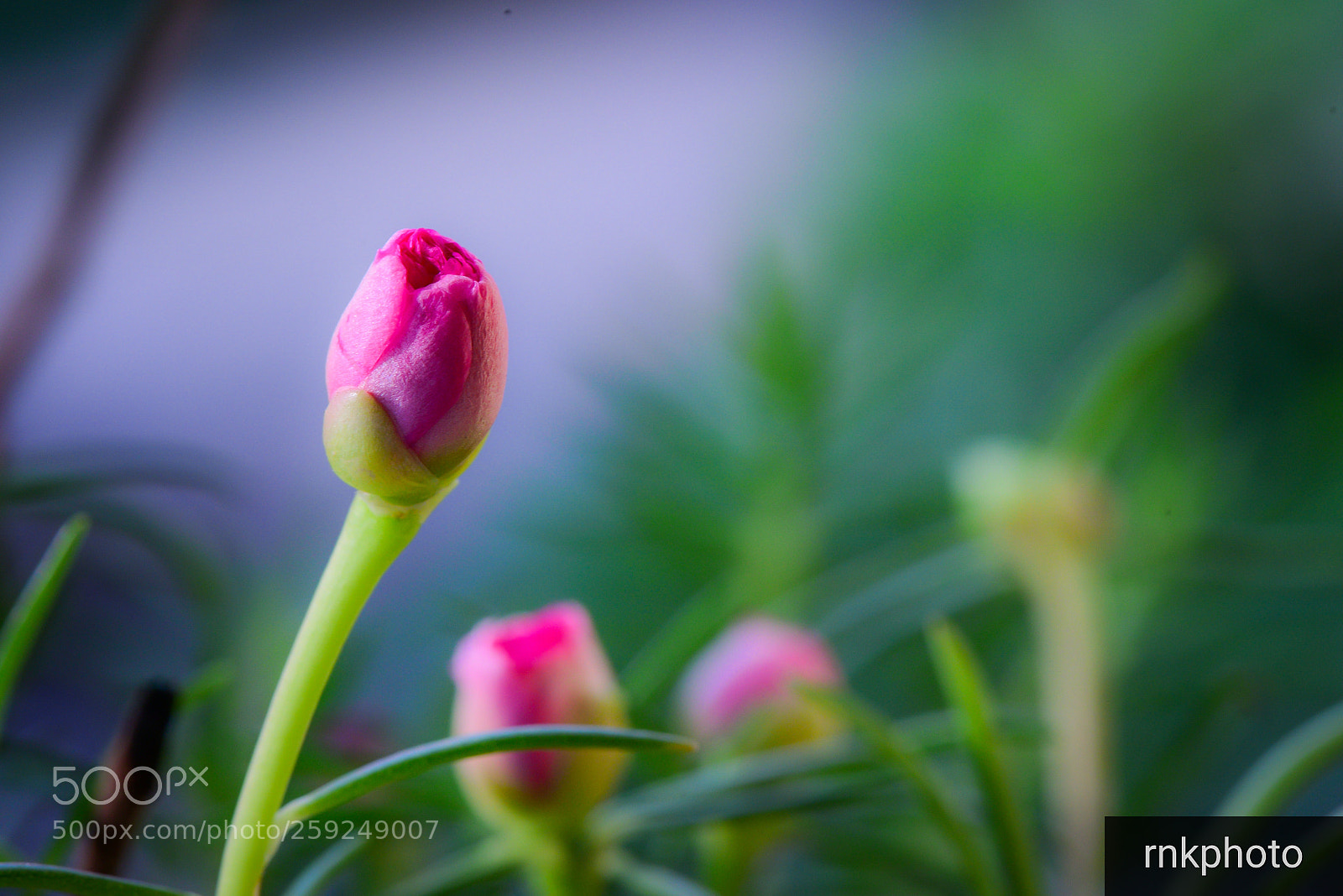 Nikon D750 sample photo. Bud photography