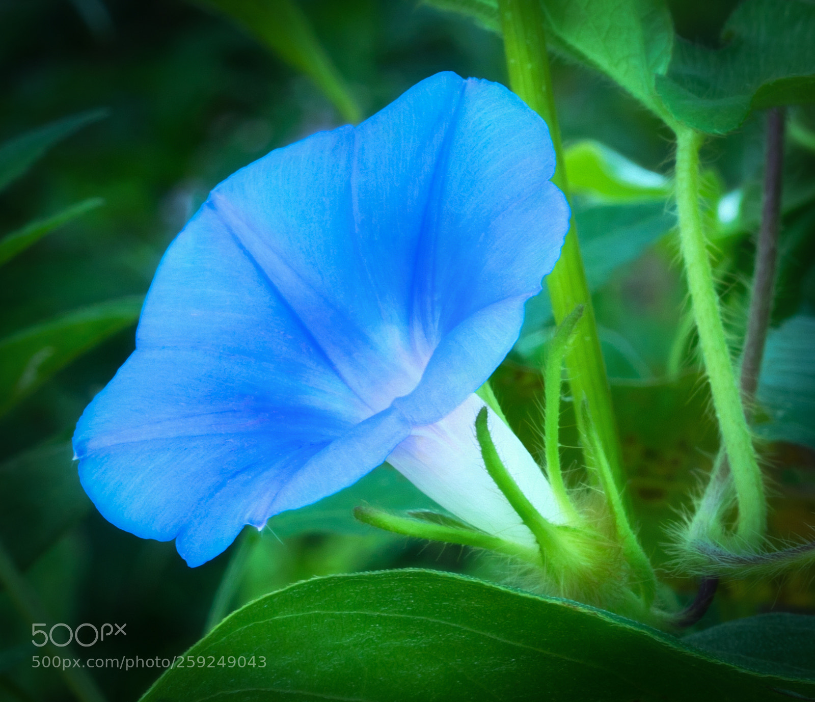 Sony a7R sample photo. Morning glory photography