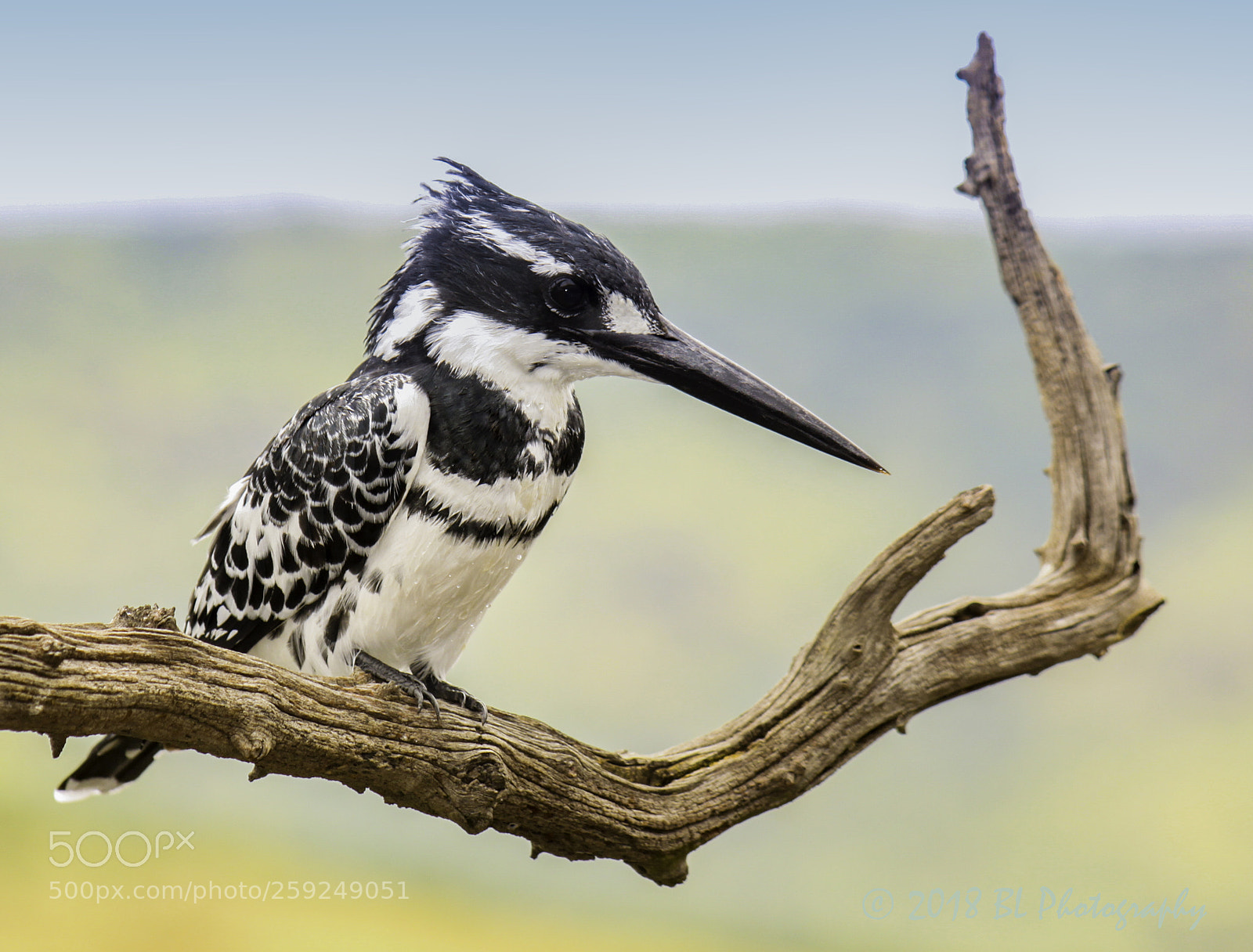 Canon EOS 500D (EOS Rebel T1i / EOS Kiss X3) sample photo. Pied kingfisher female photography