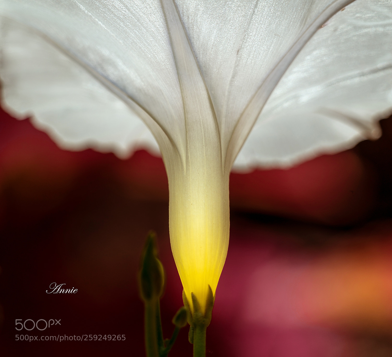 Sony a7R II sample photo. Morning glory photography